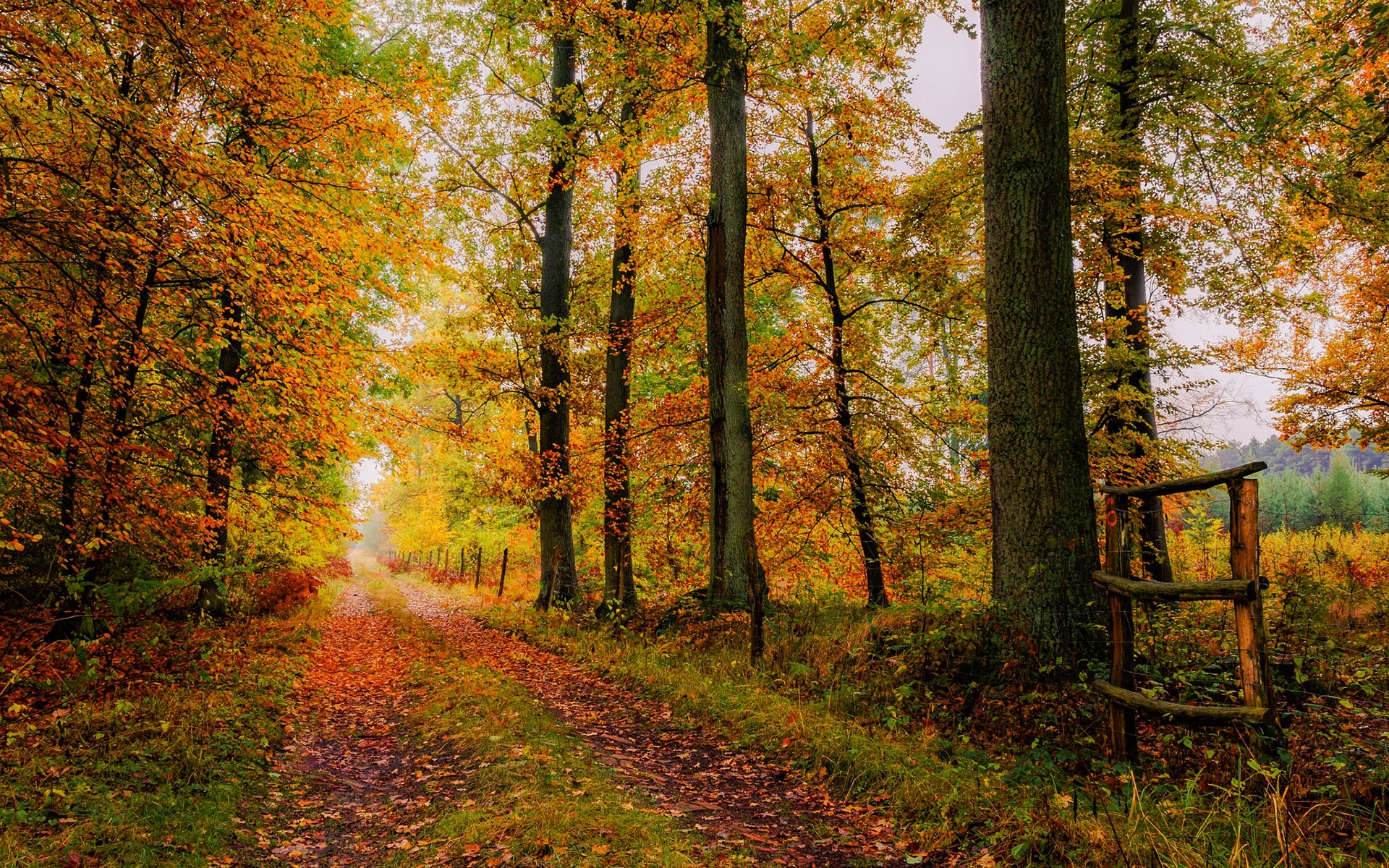 PCデスクトップに秋, 葉, 道, 森, 地球画像を無料でダウンロード