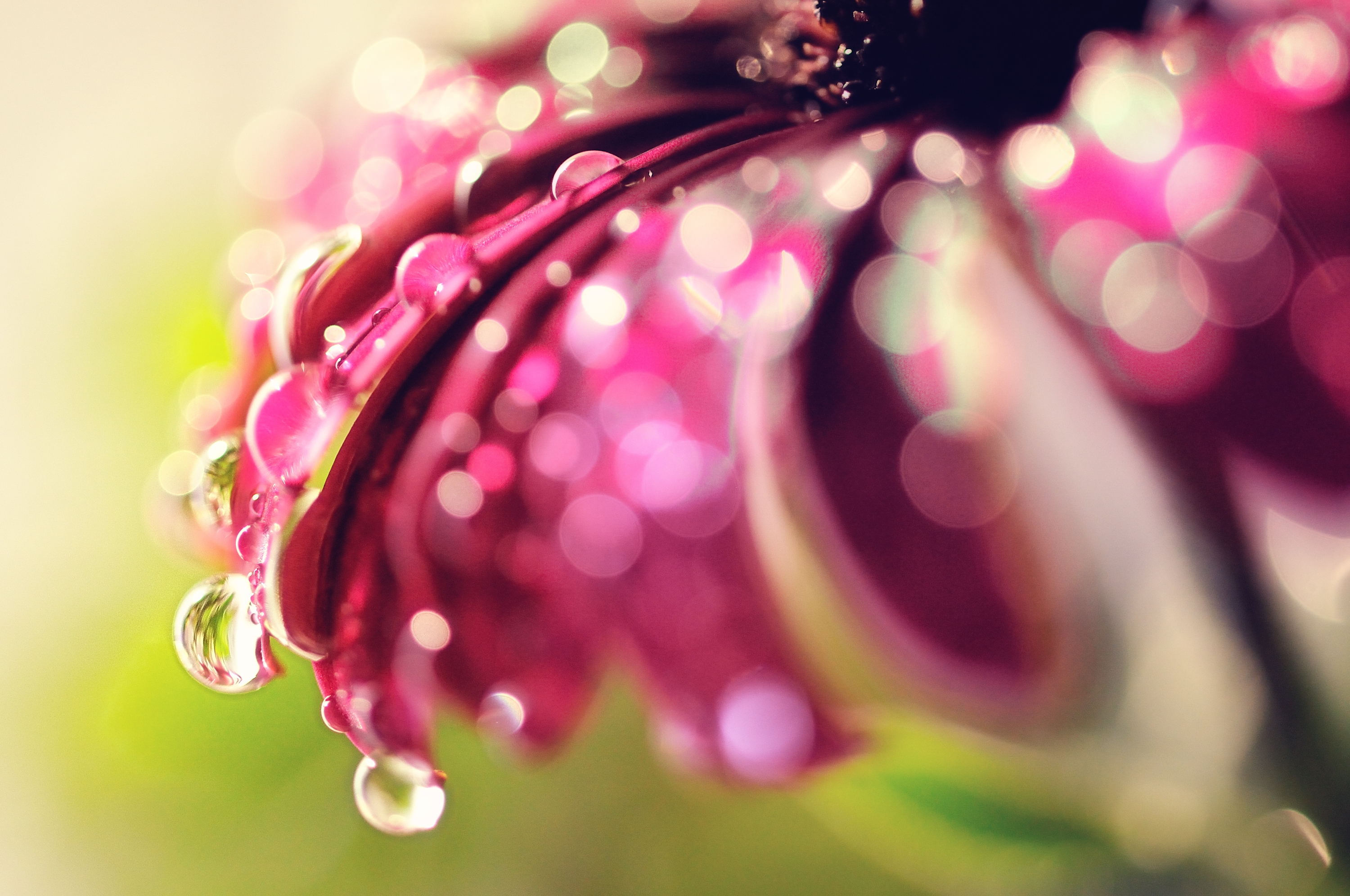 Download mobile wallpaper Flower, Macro, Petals, Drops, Background for free.