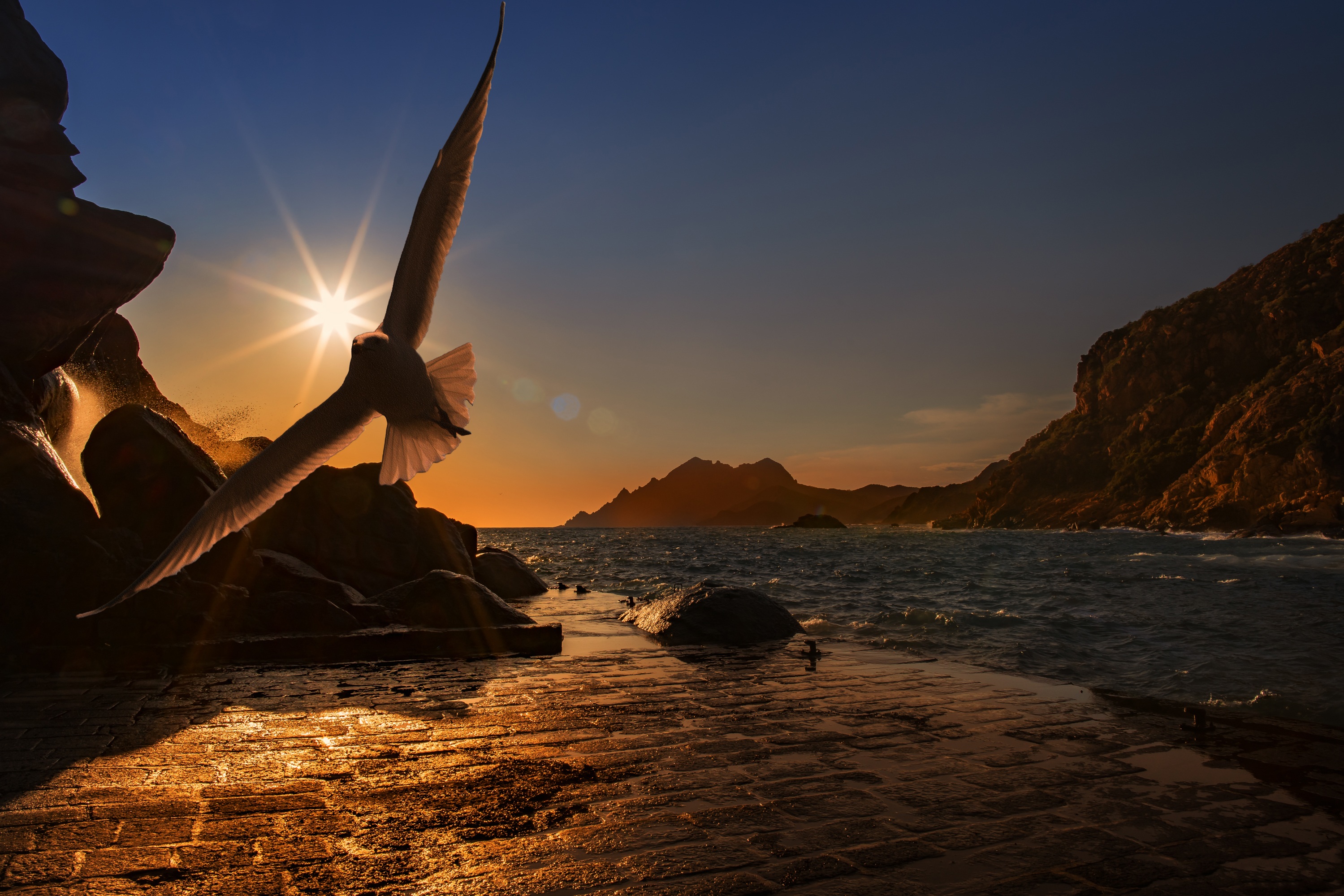 Free download wallpaper Birds, Bird, Animal, Seagull, Sunbeam on your PC desktop