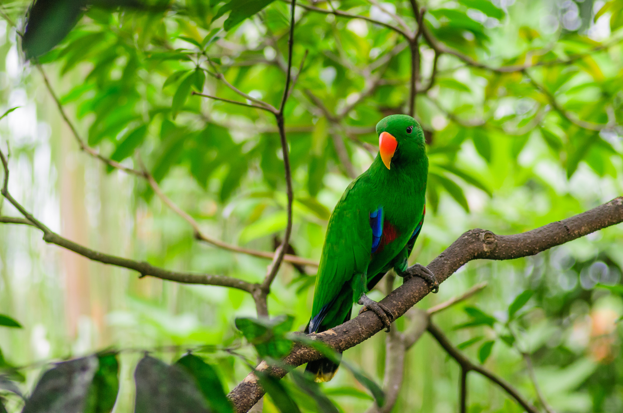 bird, parrots, animals, wood, tree, branch for android