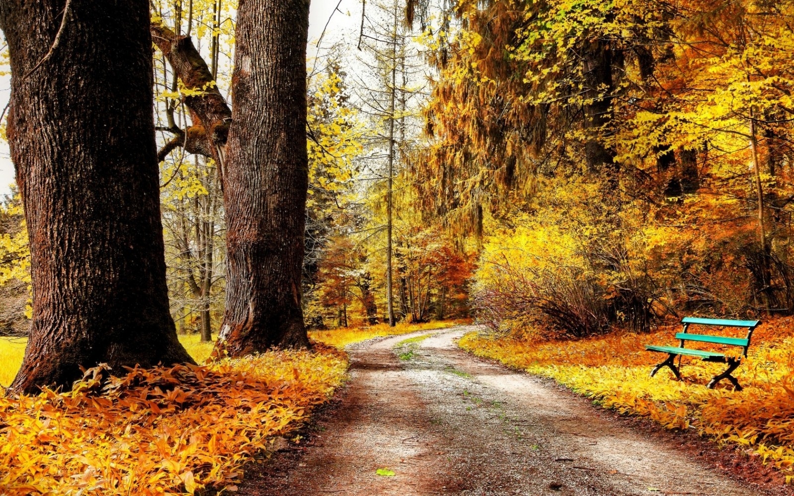 Laden Sie das Natur, Herbst, Bank, Wald, Park, Fotografie-Bild kostenlos auf Ihren PC-Desktop herunter