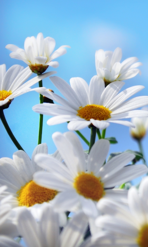 Download mobile wallpaper Flowers, Earth, Daisy for free.