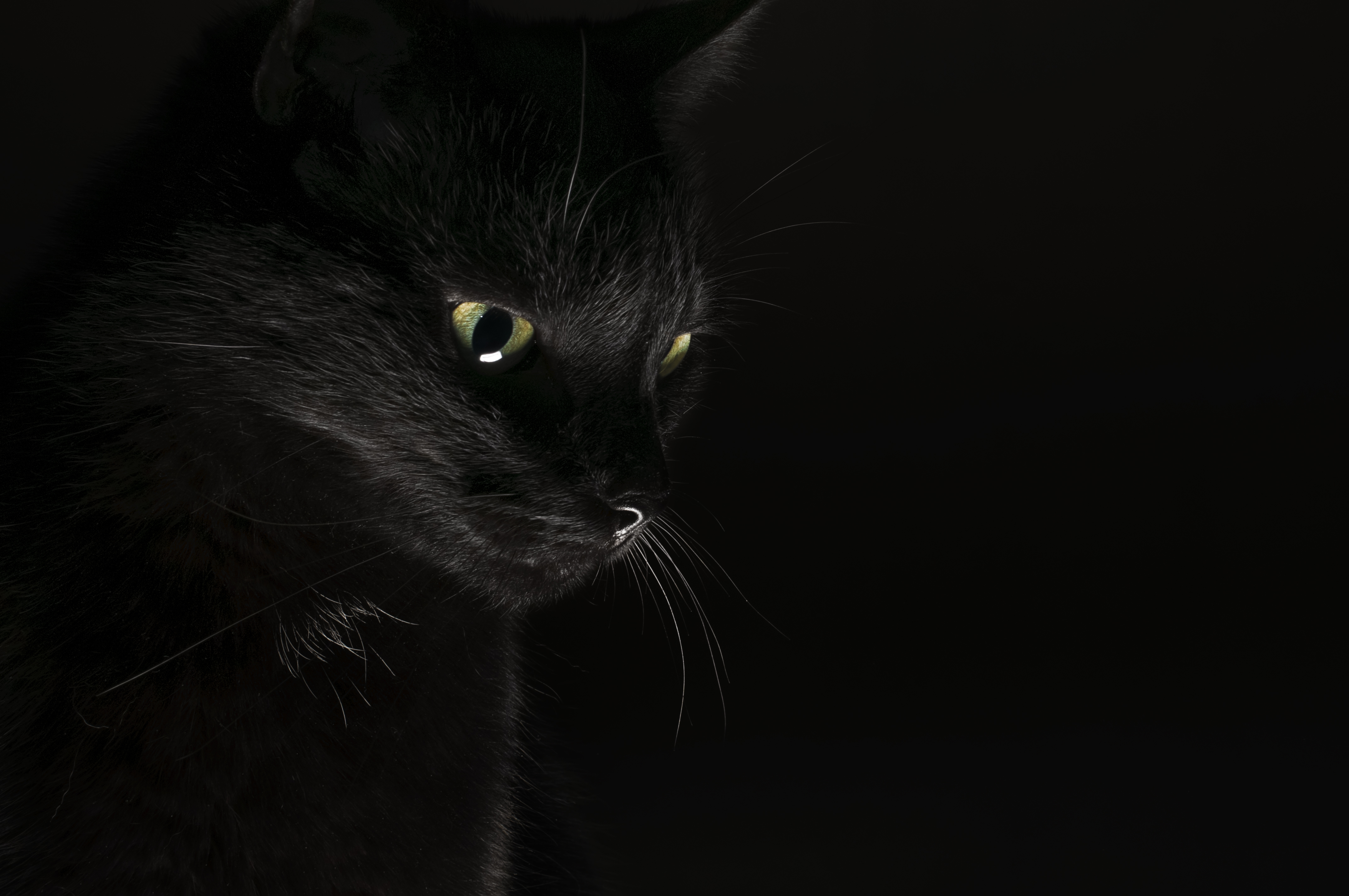 Descarga gratis la imagen Animales, Gatos, Gato, Ojo en el escritorio de tu PC