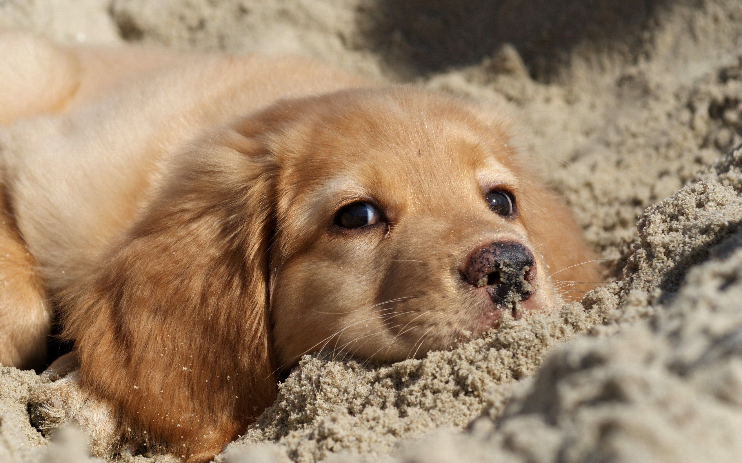 puppy, animals, sand, dog, muzzle, labrador