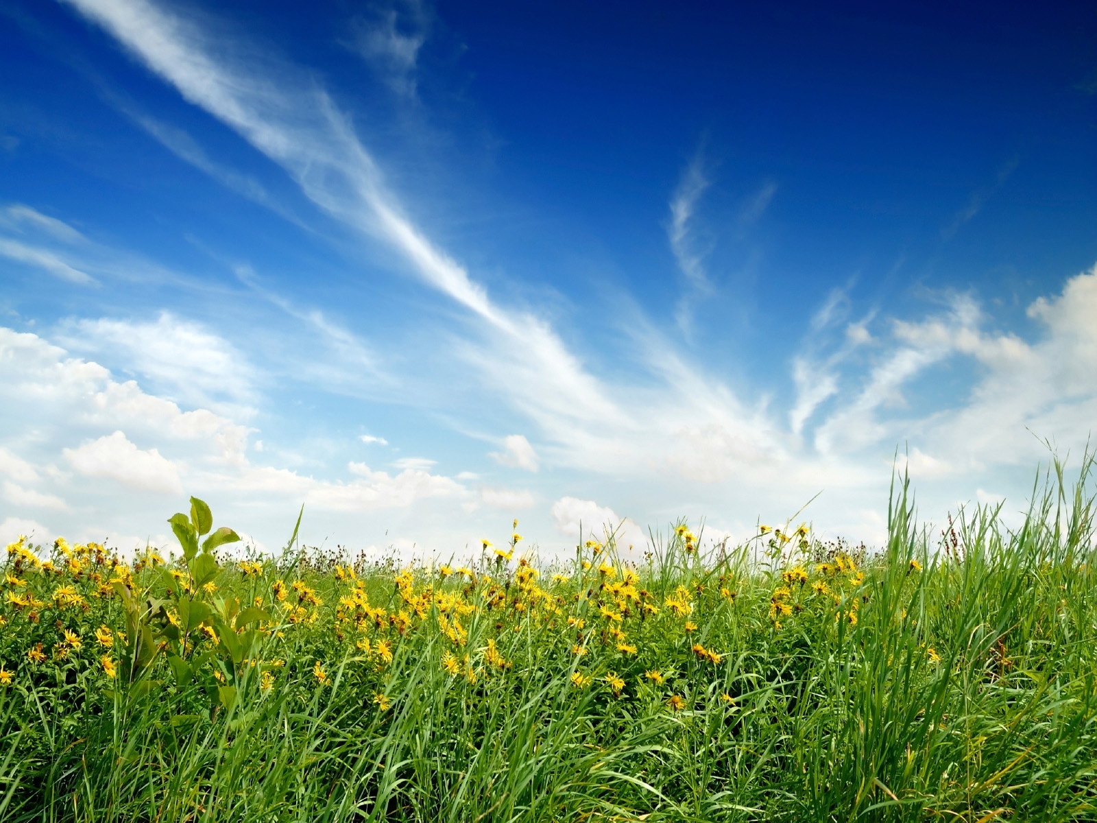 Handy-Wallpaper Grass, Sky, Landschaft, Pflanzen kostenlos herunterladen.