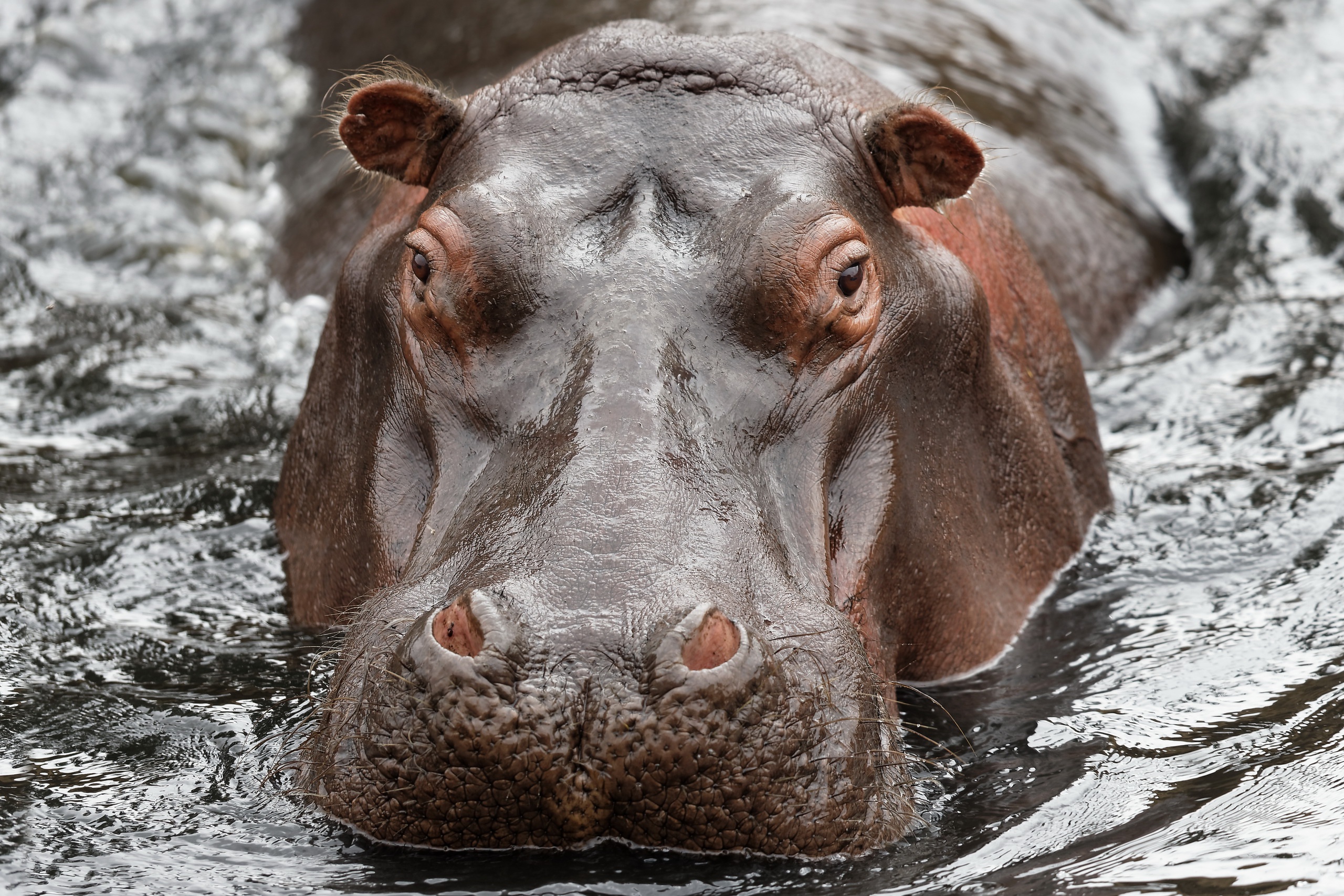 Free download wallpaper Animal, Stare, Hippo on your PC desktop