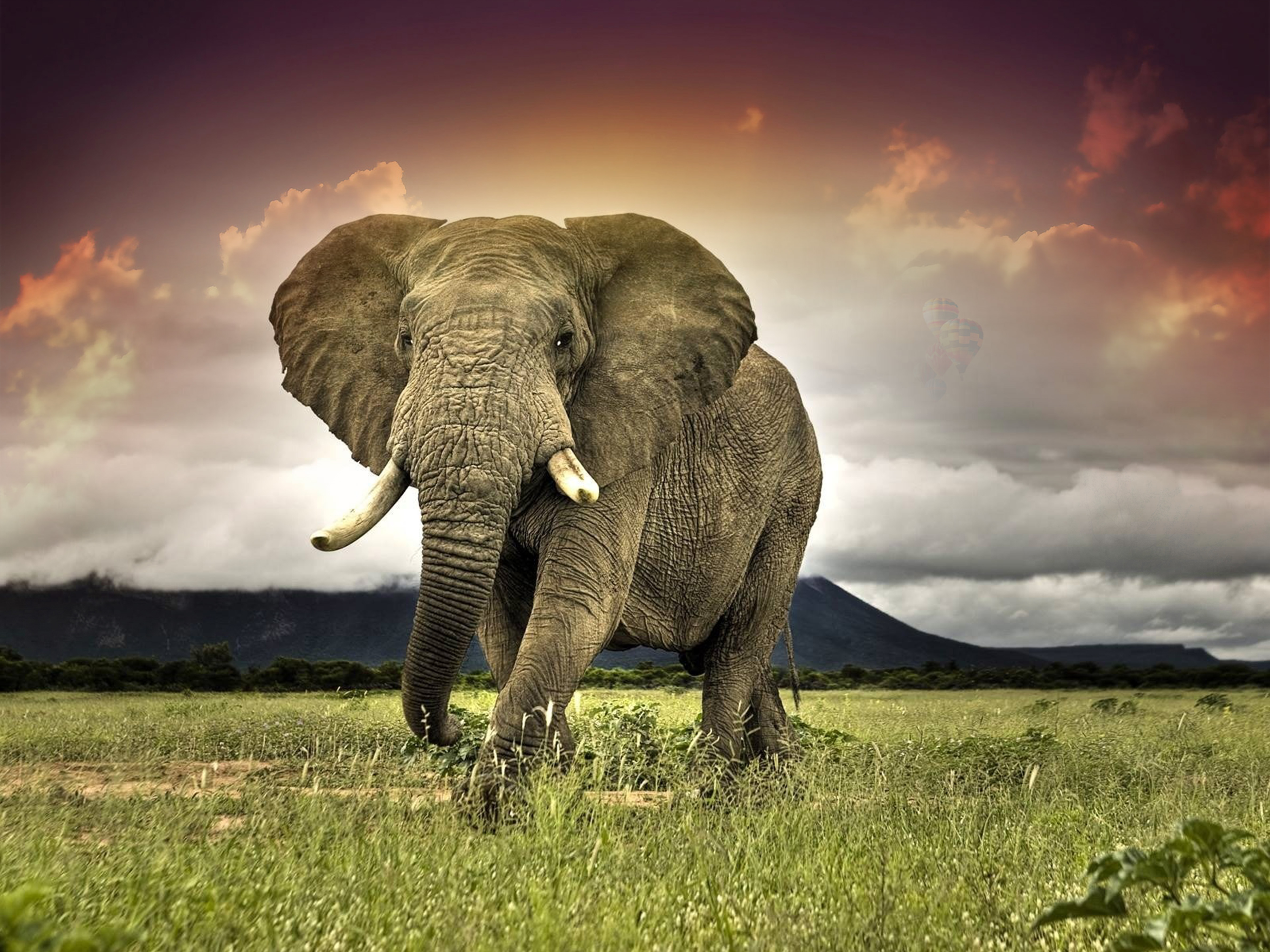 376720画像をダウンロード動物, アフリカゾウ, アフリカ, サバンナ, ゾウ-壁紙とスクリーンセーバーを無料で