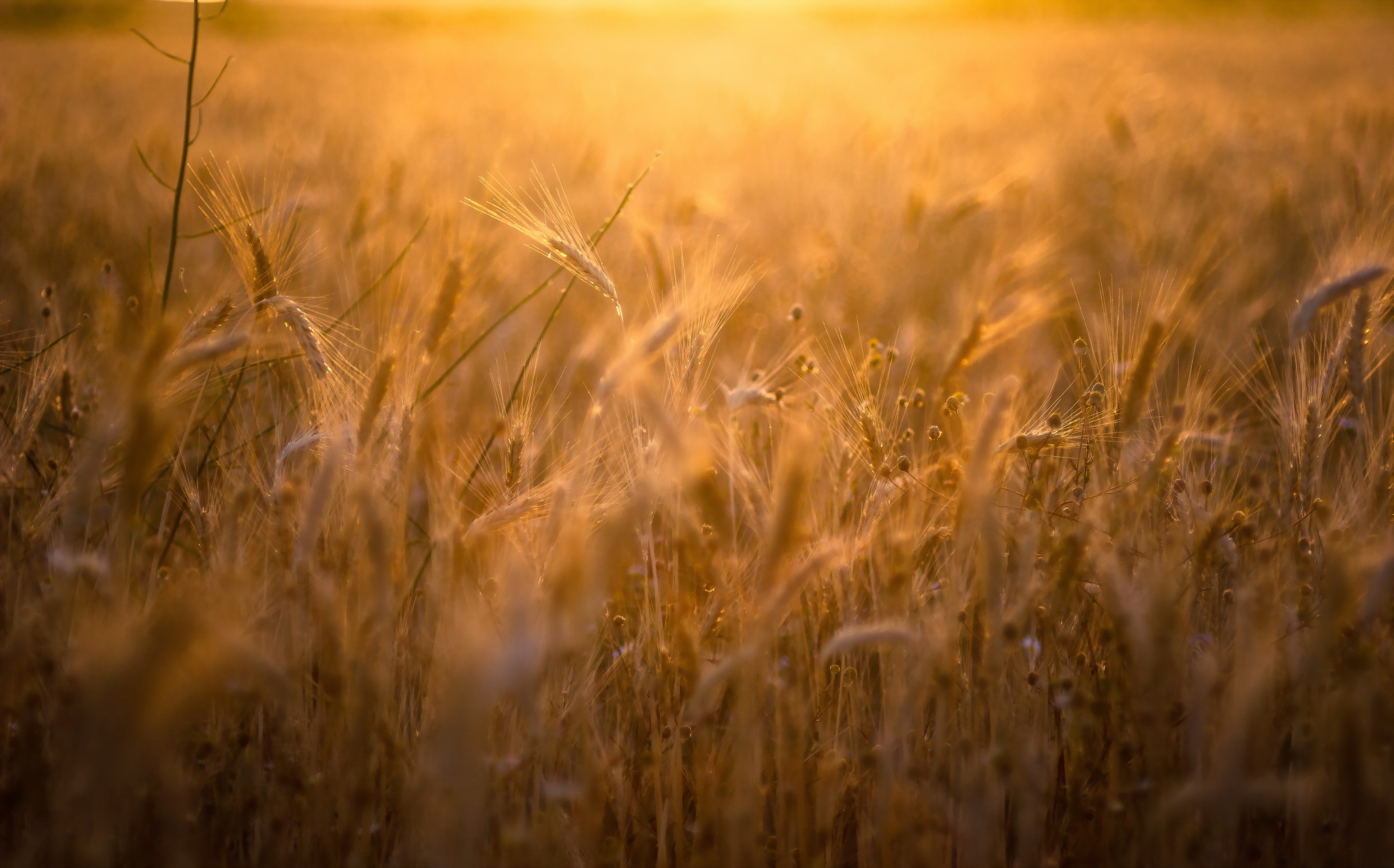 Free download wallpaper Nature, Summer, Wheat, Earth, Field, Sunny on your PC desktop