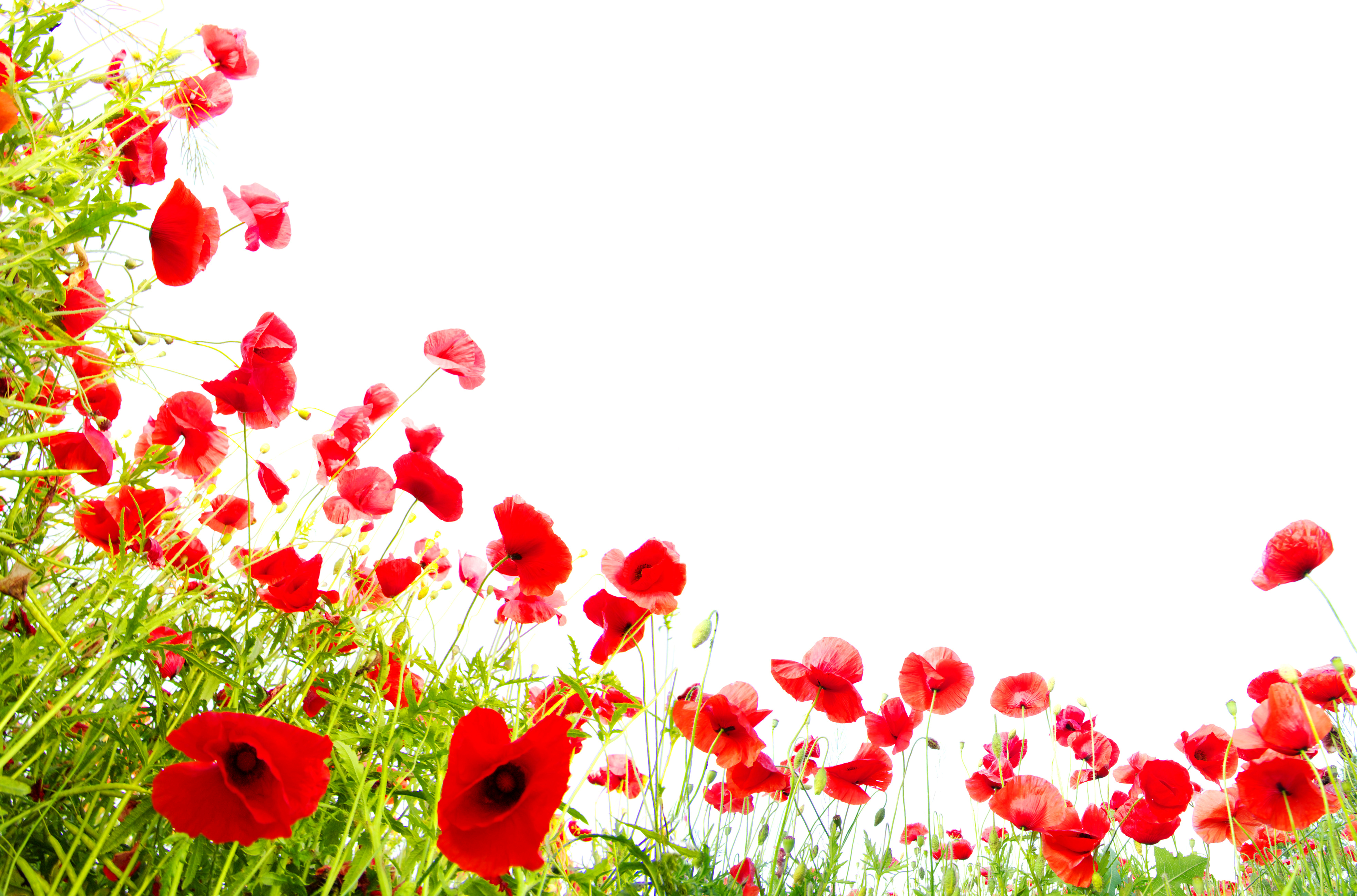 Free download wallpaper Nature, Flowers, Summer, Flower, Earth, Poppy, Red Flower on your PC desktop
