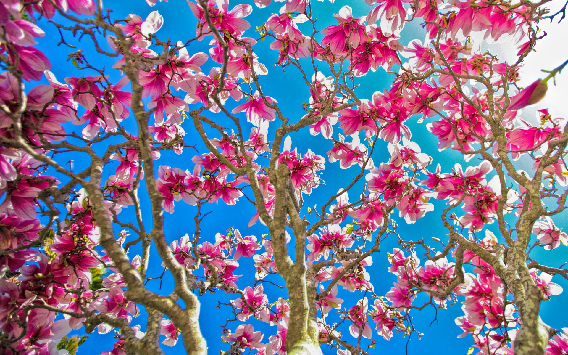Download mobile wallpaper Flowers, Flower, Branch, Earth, Blossom, Pink Flower for free.