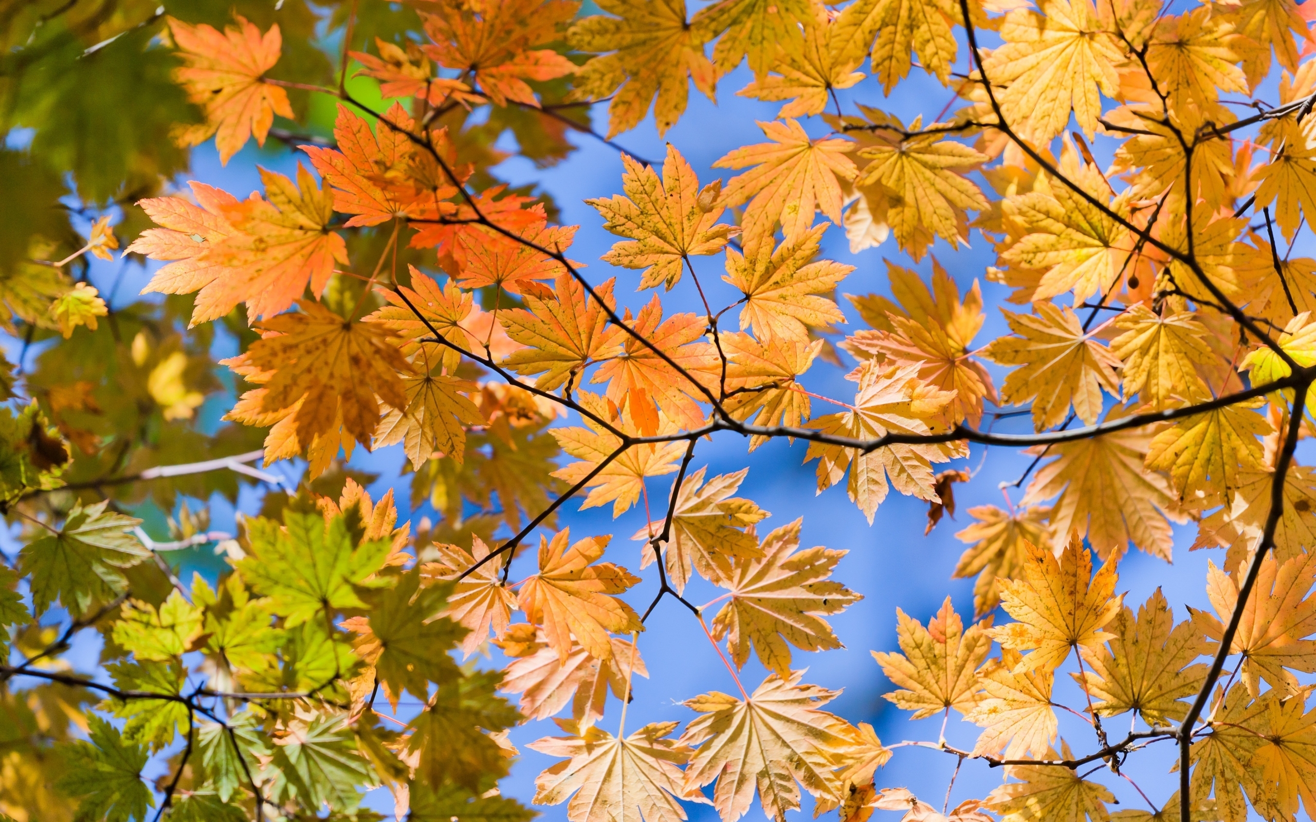 Free download wallpaper Leaves, Landscape, Plants on your PC desktop