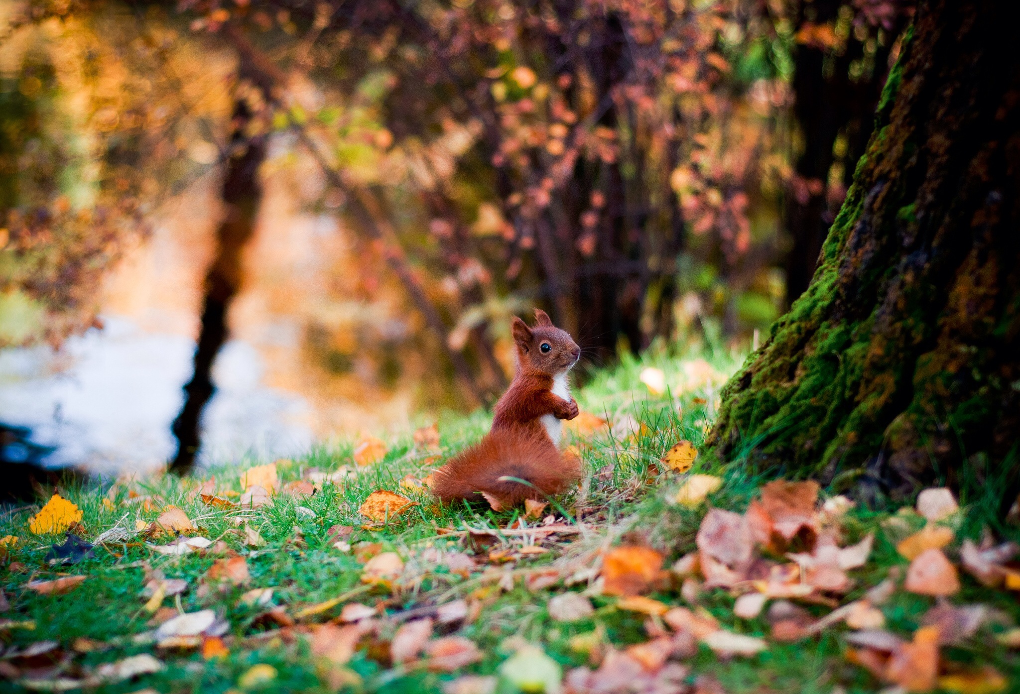 Скачать обои бесплатно Животные, Осень, Дерево, Белка, Листва, Боке, Милые картинка на рабочий стол ПК