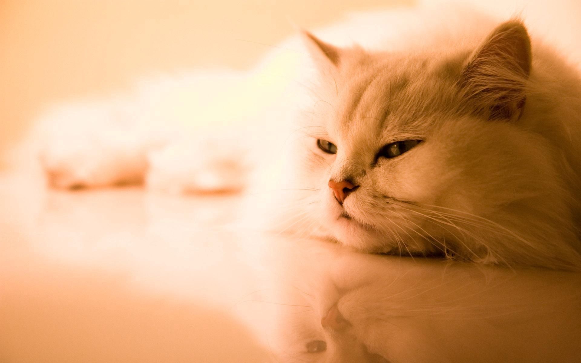 99506 завантажити картинку тварини, білий, кіт, кішка, пухнастий, сон, мріяти, перська - шпалери і заставки безкоштовно
