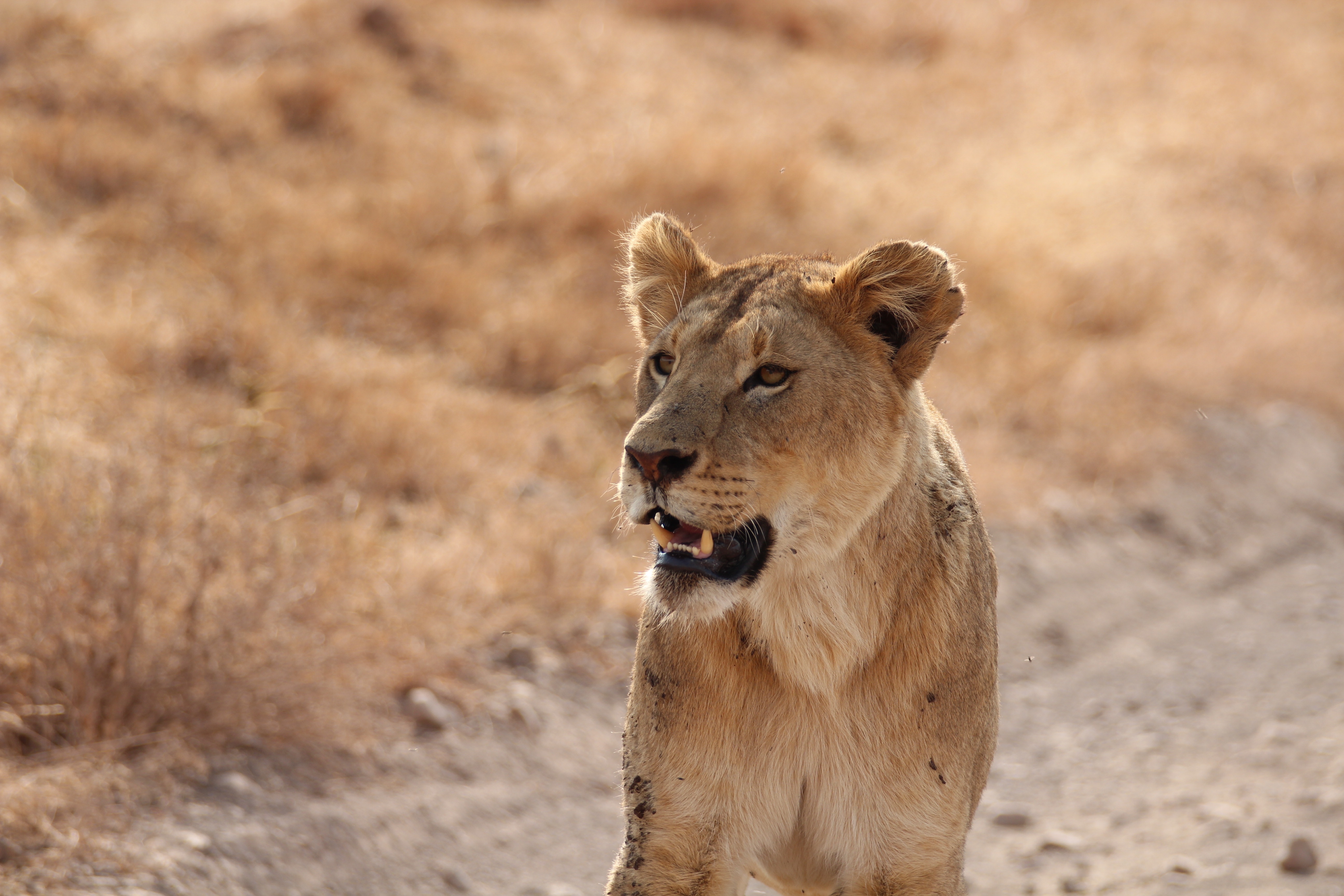Download mobile wallpaper Predator, Grin, Animals, Lion, Lioness for free.