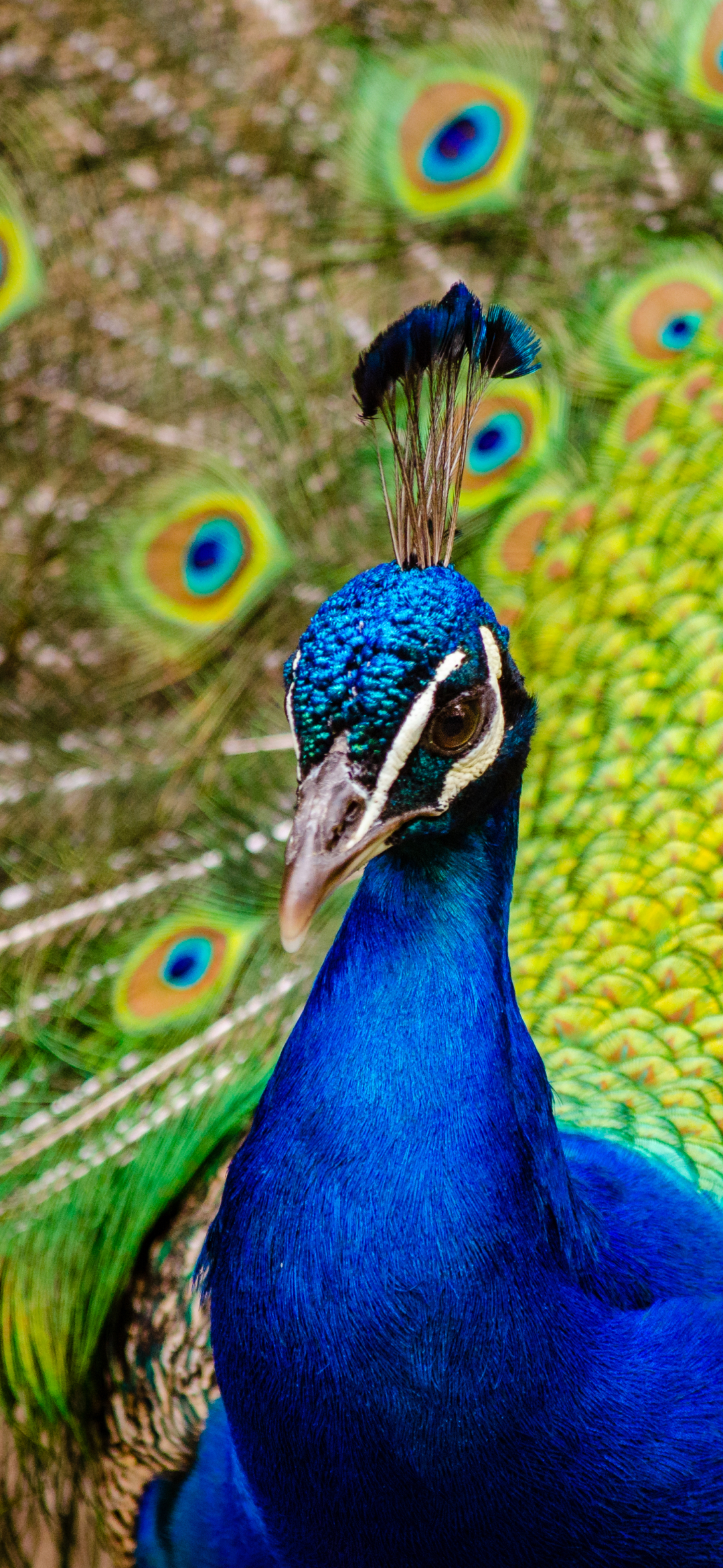 Download mobile wallpaper Birds, Feather, Bird, Close Up, Animal, Peacock for free.