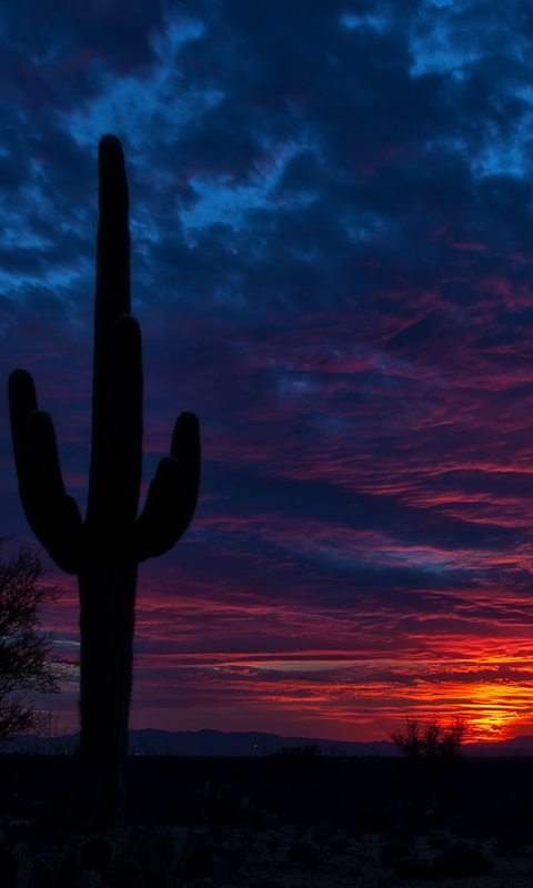 Download mobile wallpaper Sunset, Sky, Desert, Bush, Silhouette, Earth, Cactus, Cloud for free.
