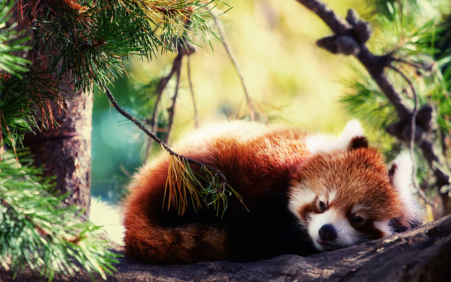 571627 baixar papel de parede animais, panda vermelho - protetores de tela e imagens gratuitamente