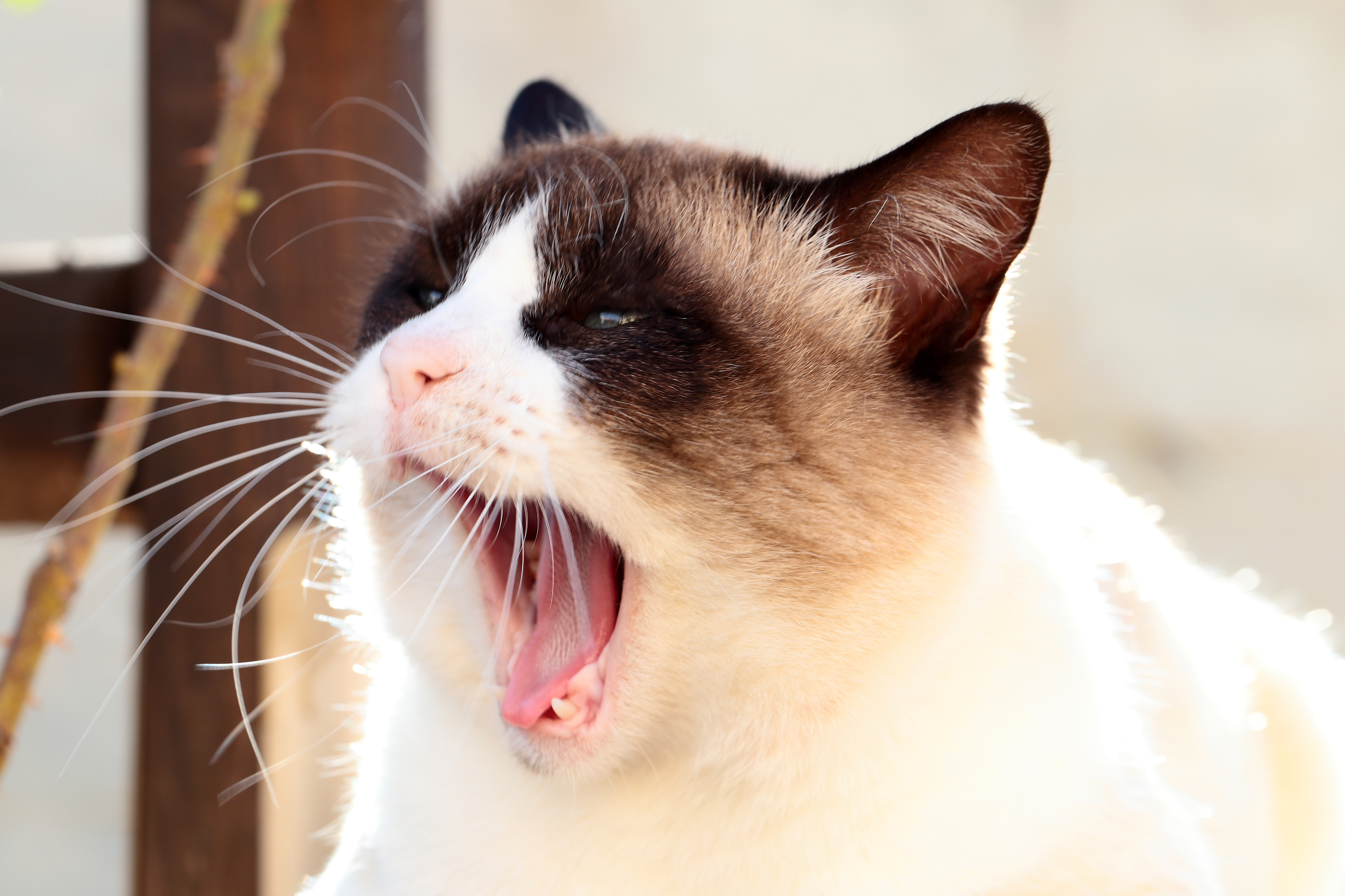 animals, cat, muzzle, yawn, siamese