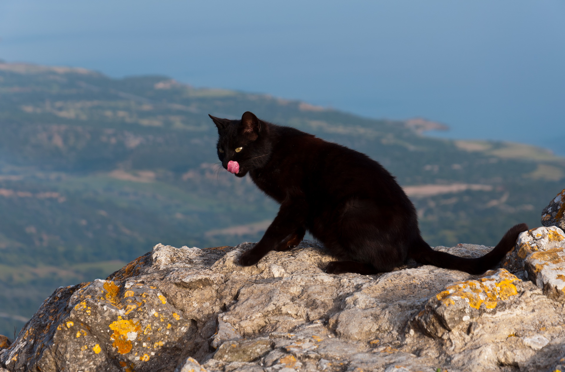 Handy-Wallpaper Tiere, Katzen, Katze kostenlos herunterladen.