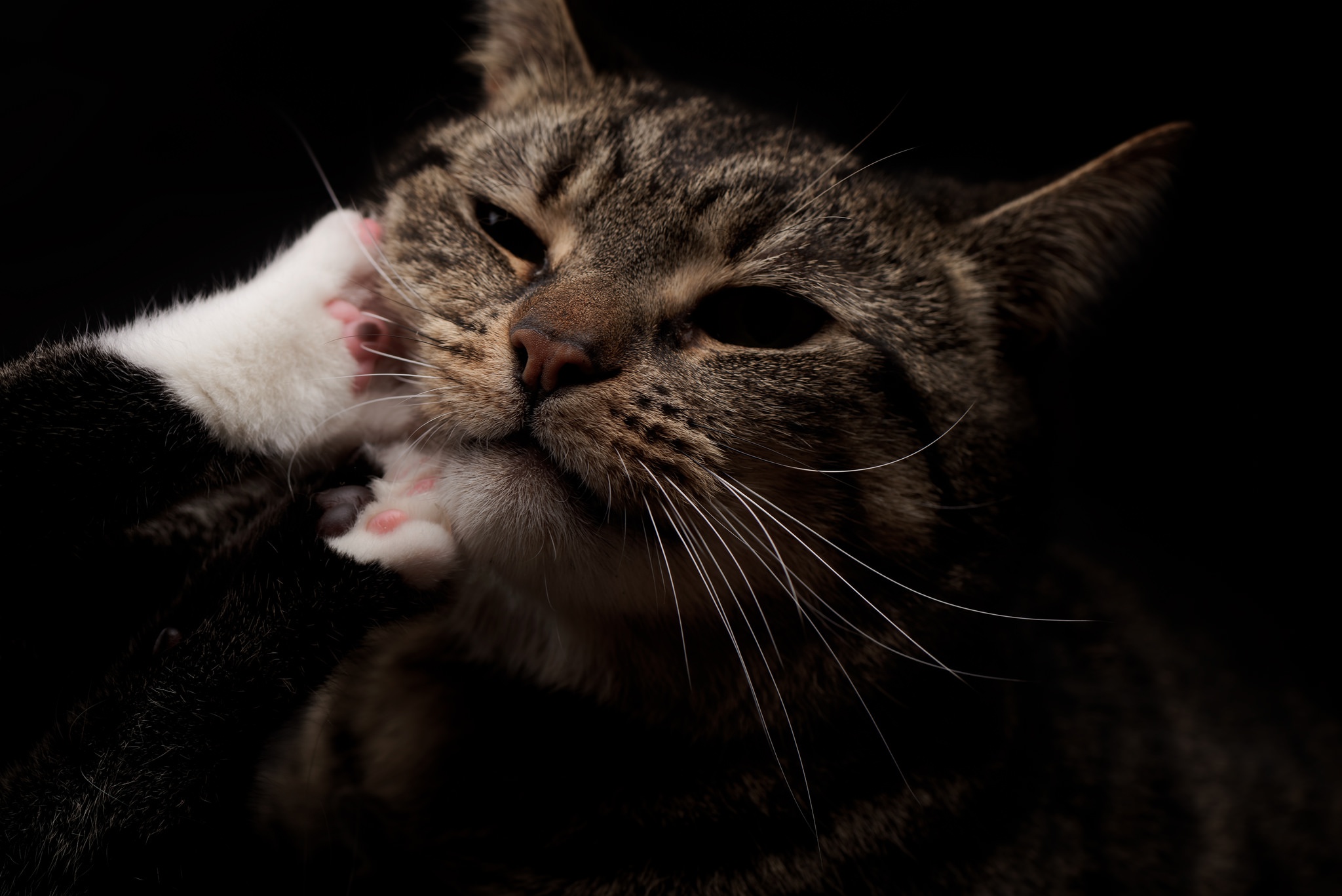 Baixe gratuitamente a imagem Gato, Gatos, Animais na área de trabalho do seu PC