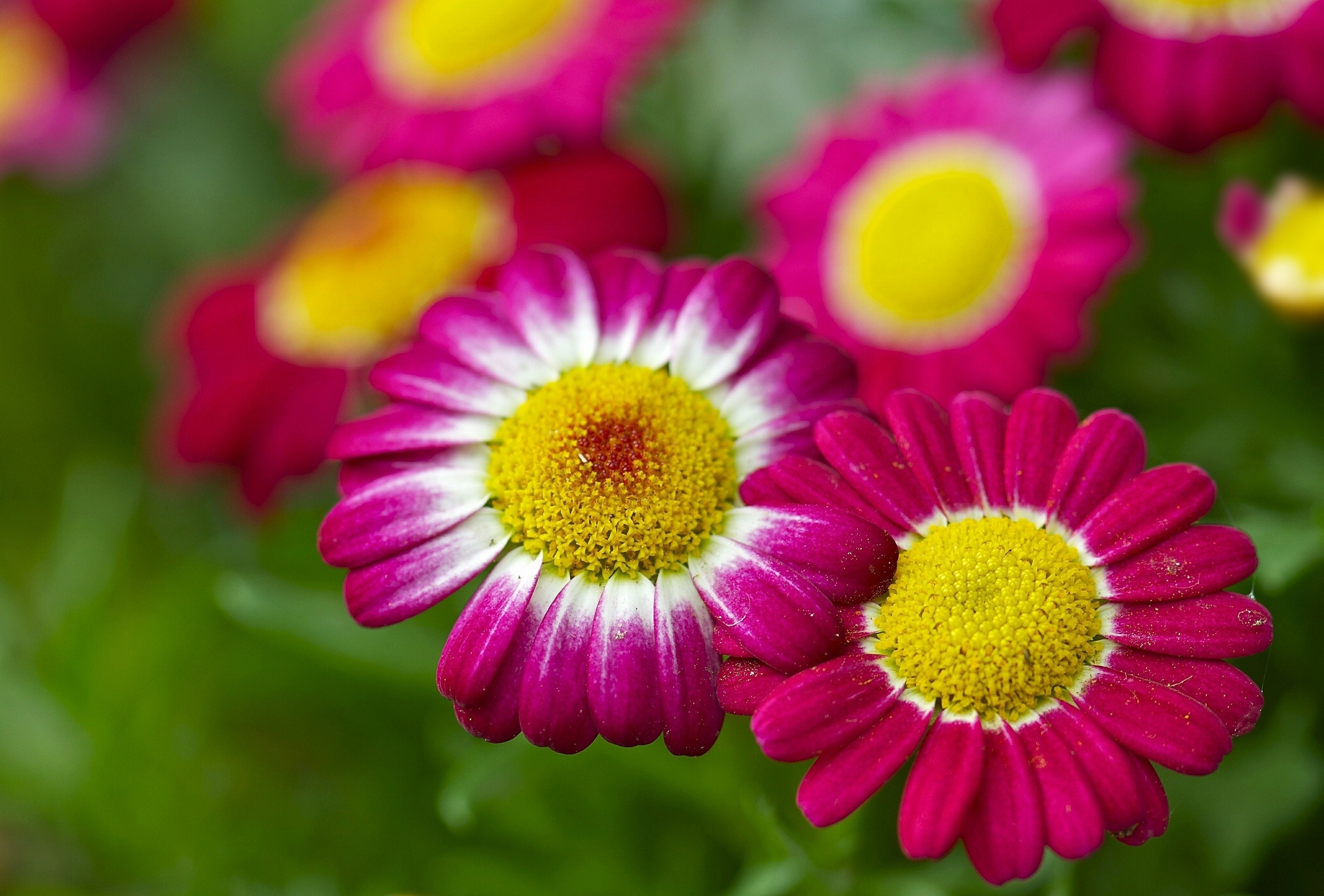 earth, flower, bokeh, chamomile, close up, nature, pink flower, flowers Full HD