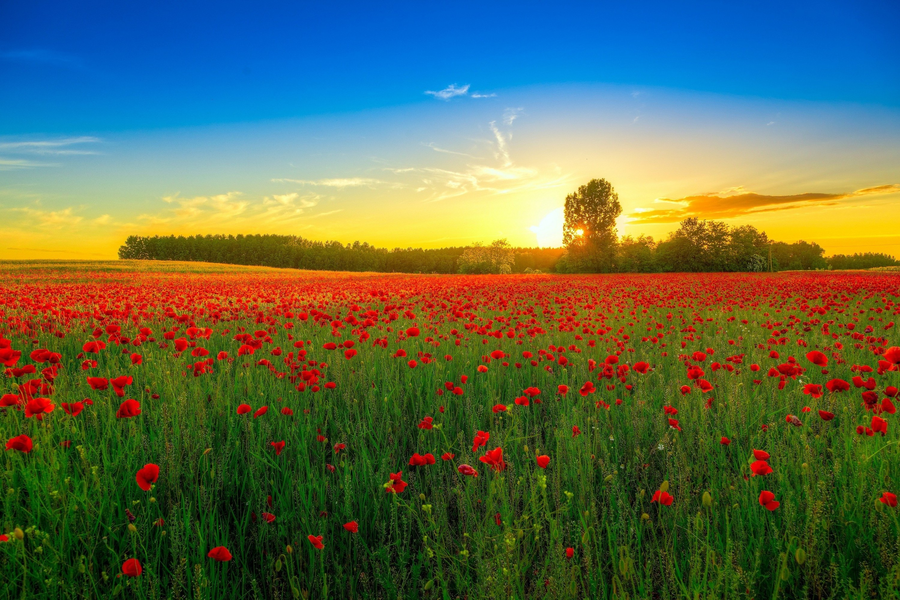 Download mobile wallpaper Sunset, Sky, Earth, Poppy, Red Flower for free.