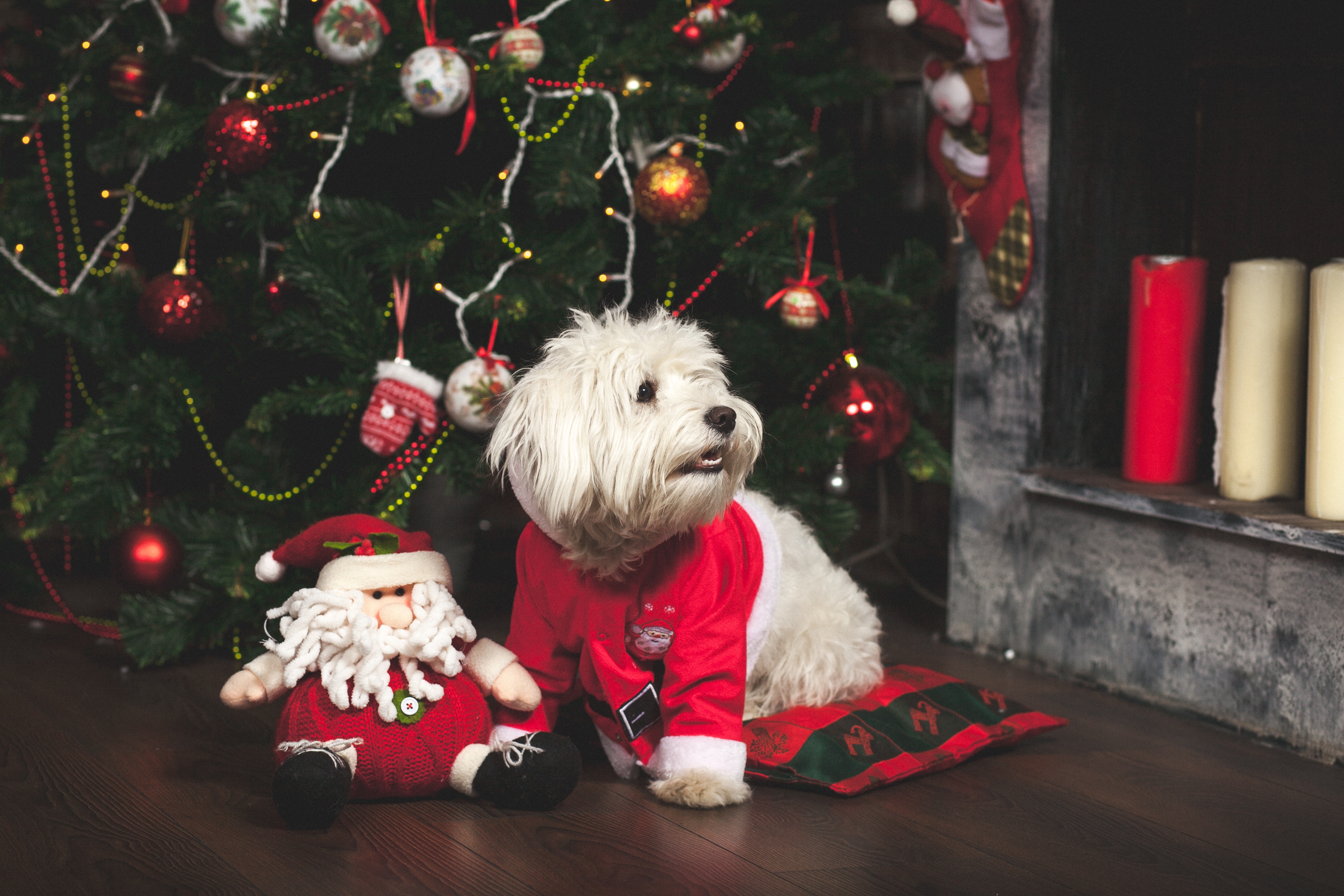 Free download wallpaper Dogs, Dog, Christmas, Animal on your PC desktop