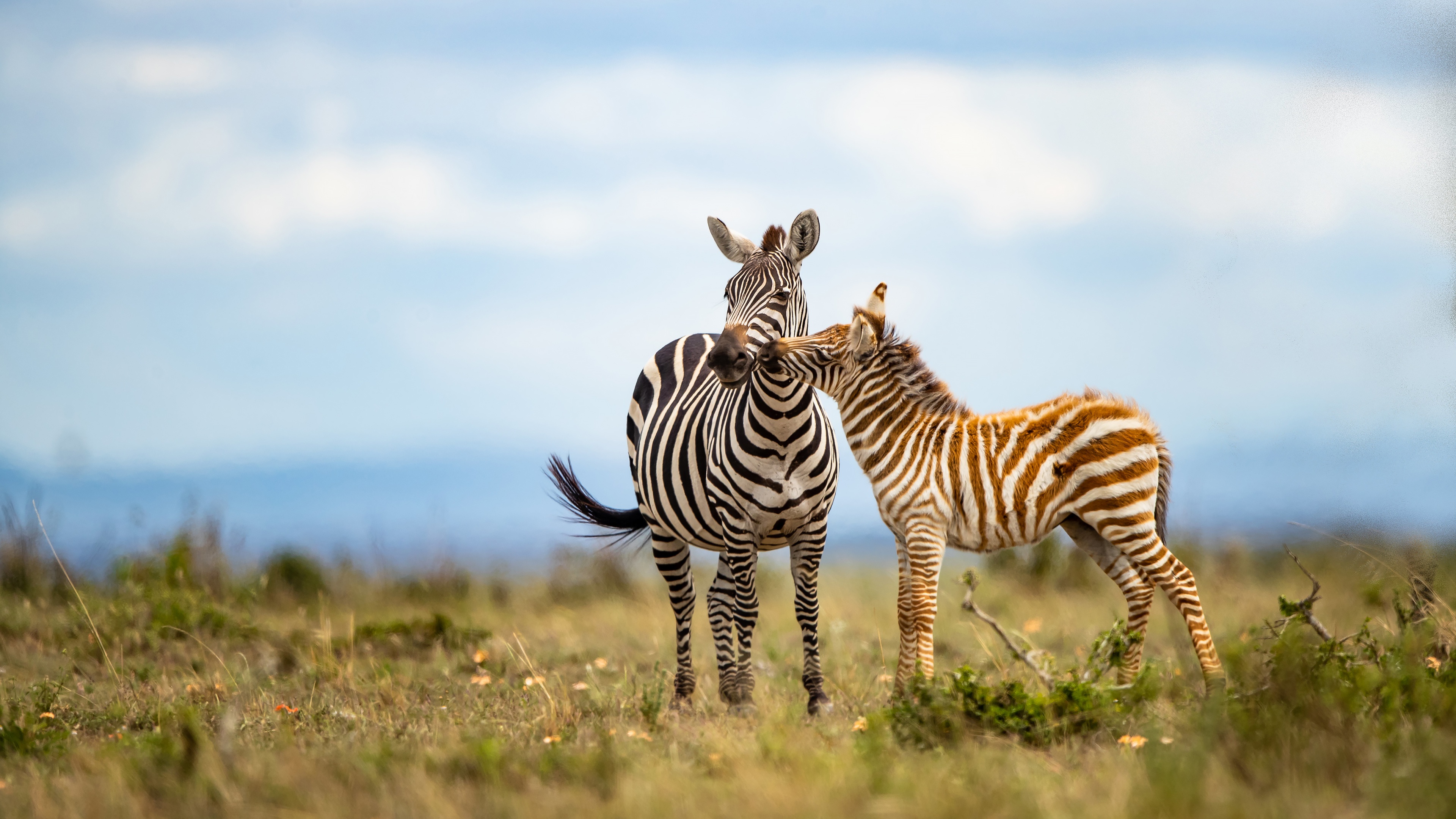 Laden Sie das Tiere, Zebra, Tierbaby, Tiefenschärfe-Bild kostenlos auf Ihren PC-Desktop herunter