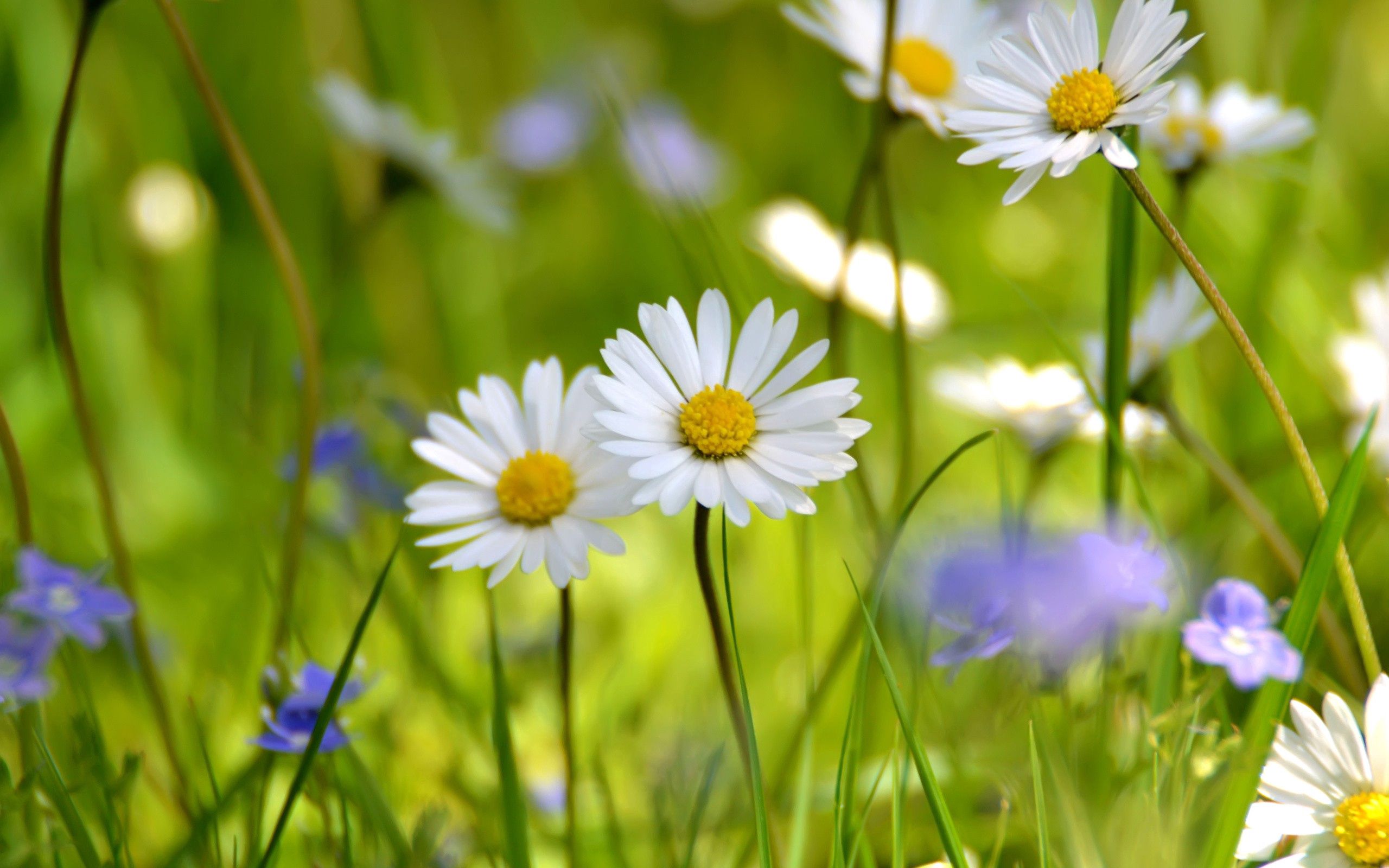 Download mobile wallpaper Grass, Camomile, Petals, Flowers for free.