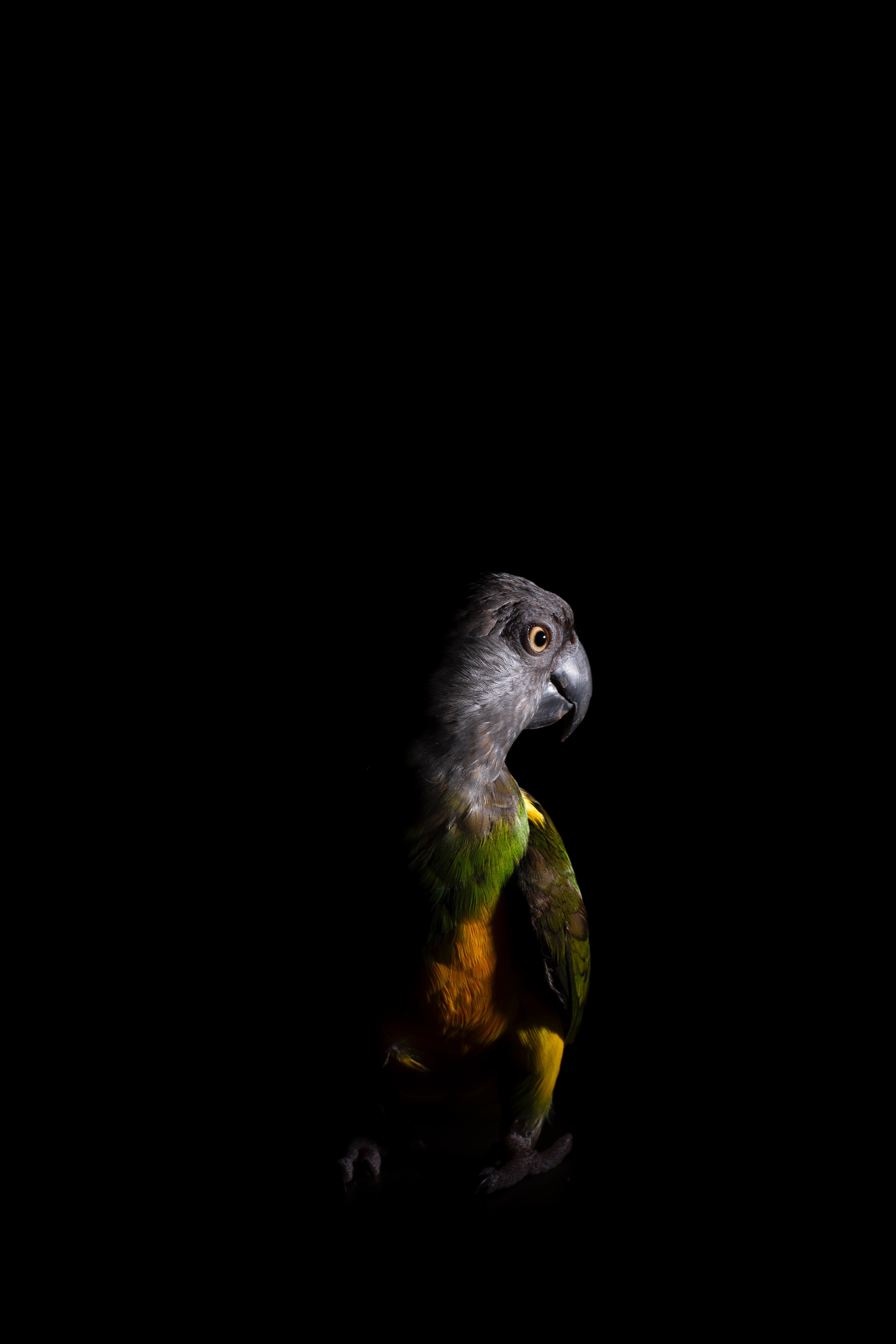 parrots, dark, animals, bird, color 8K