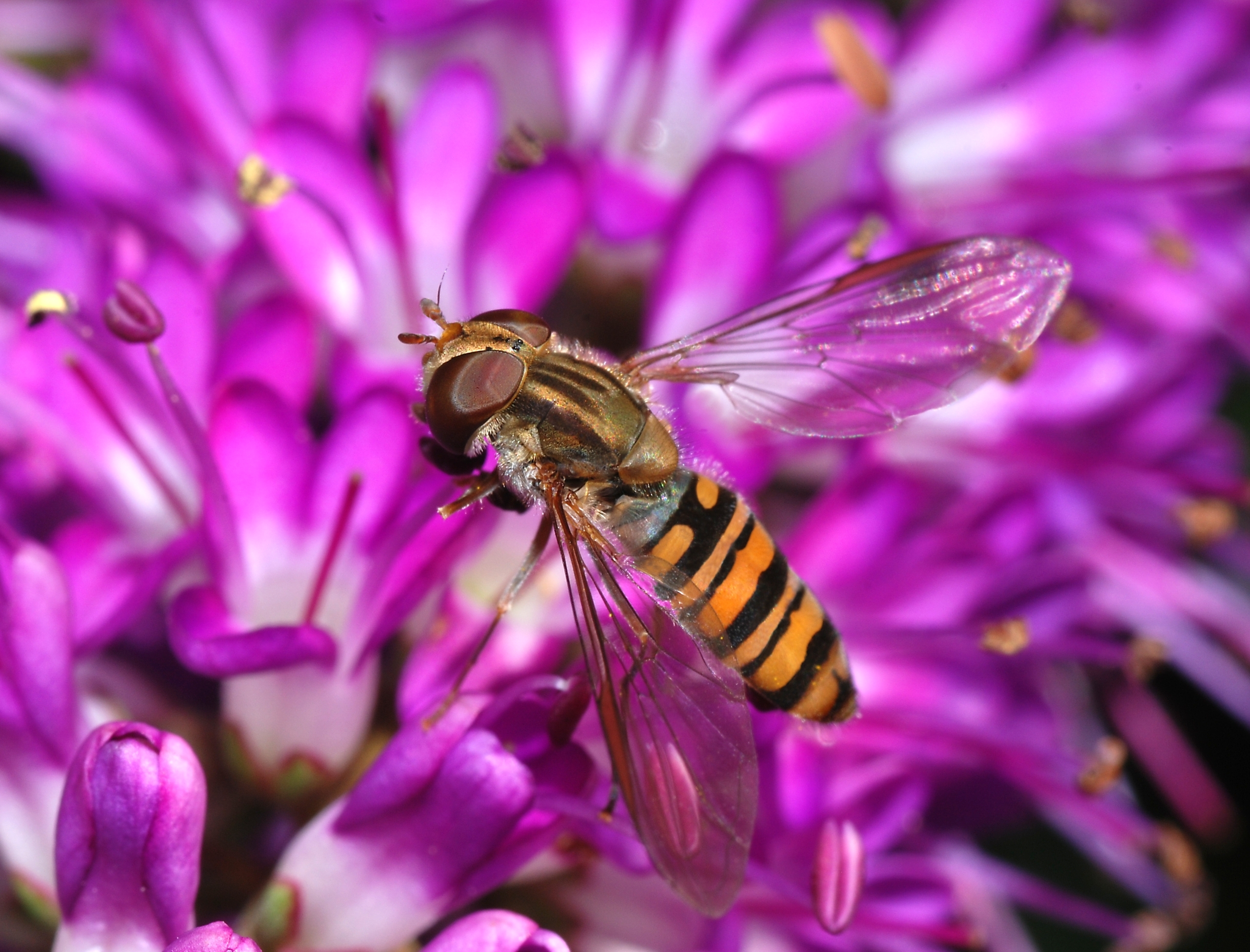 Download mobile wallpaper Flower, Animal, Hoverfly for free.