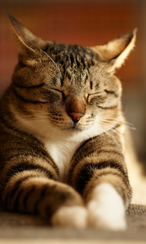 Download mobile wallpaper Cats, Cat, Animal for free.