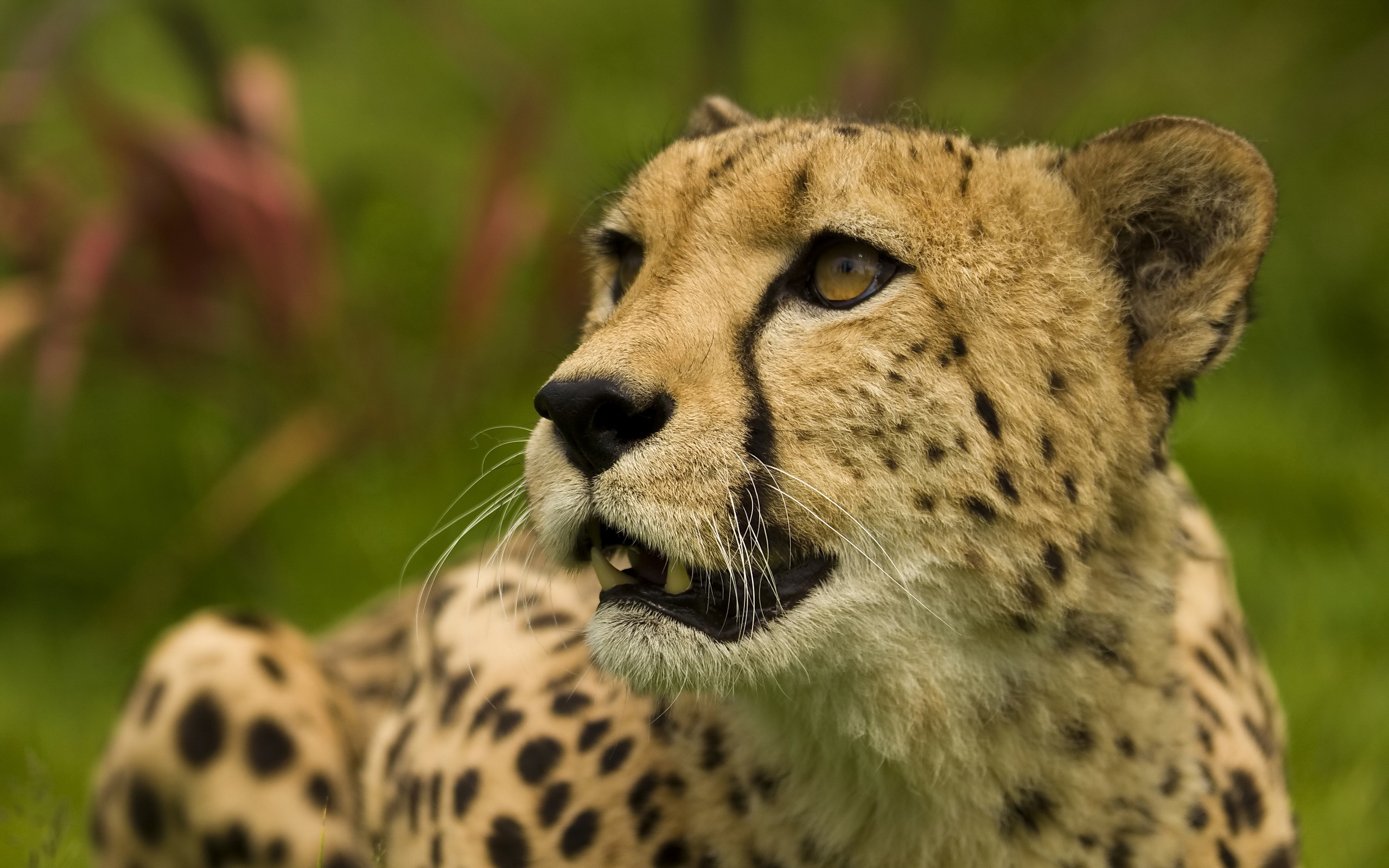 Handy-Wallpaper Gepard, Katzen, Tiere kostenlos herunterladen.