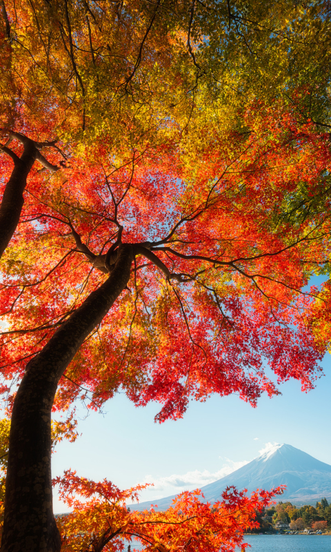 Download mobile wallpaper Trees, Sky, Tree, Fall, Branch, Earth, Japan, Mount Fuji for free.