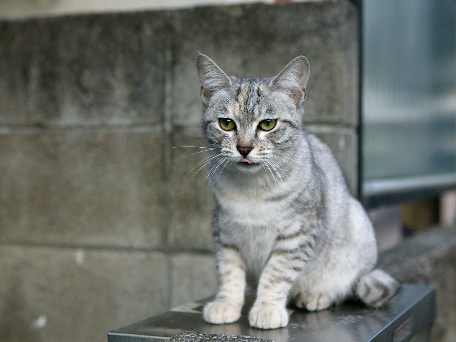 Handy-Wallpaper Tiere, Katzen, Katze kostenlos herunterladen.