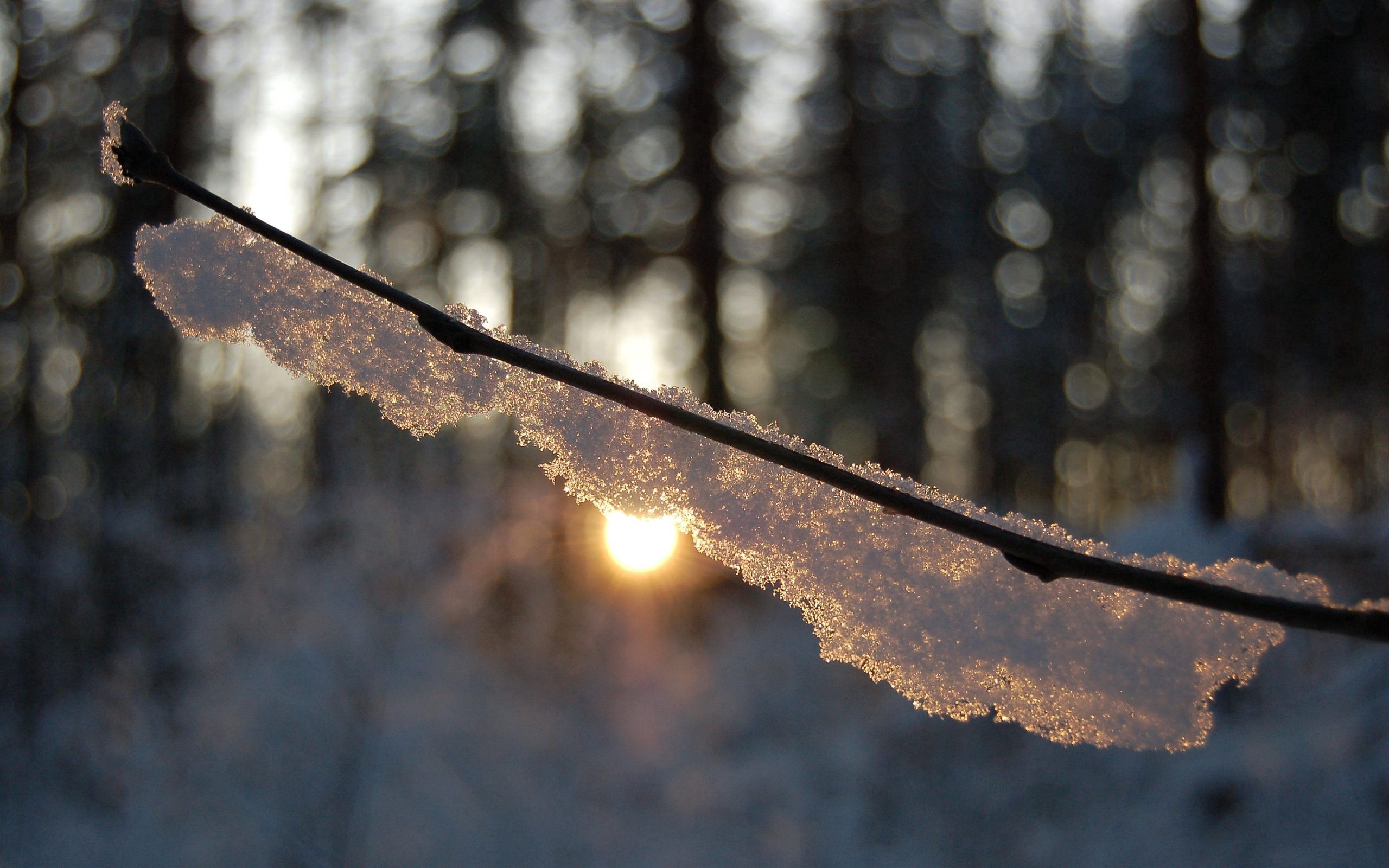 Free download wallpaper Snow, Shine, Light, Branch, Macro, Glare, Forest on your PC desktop