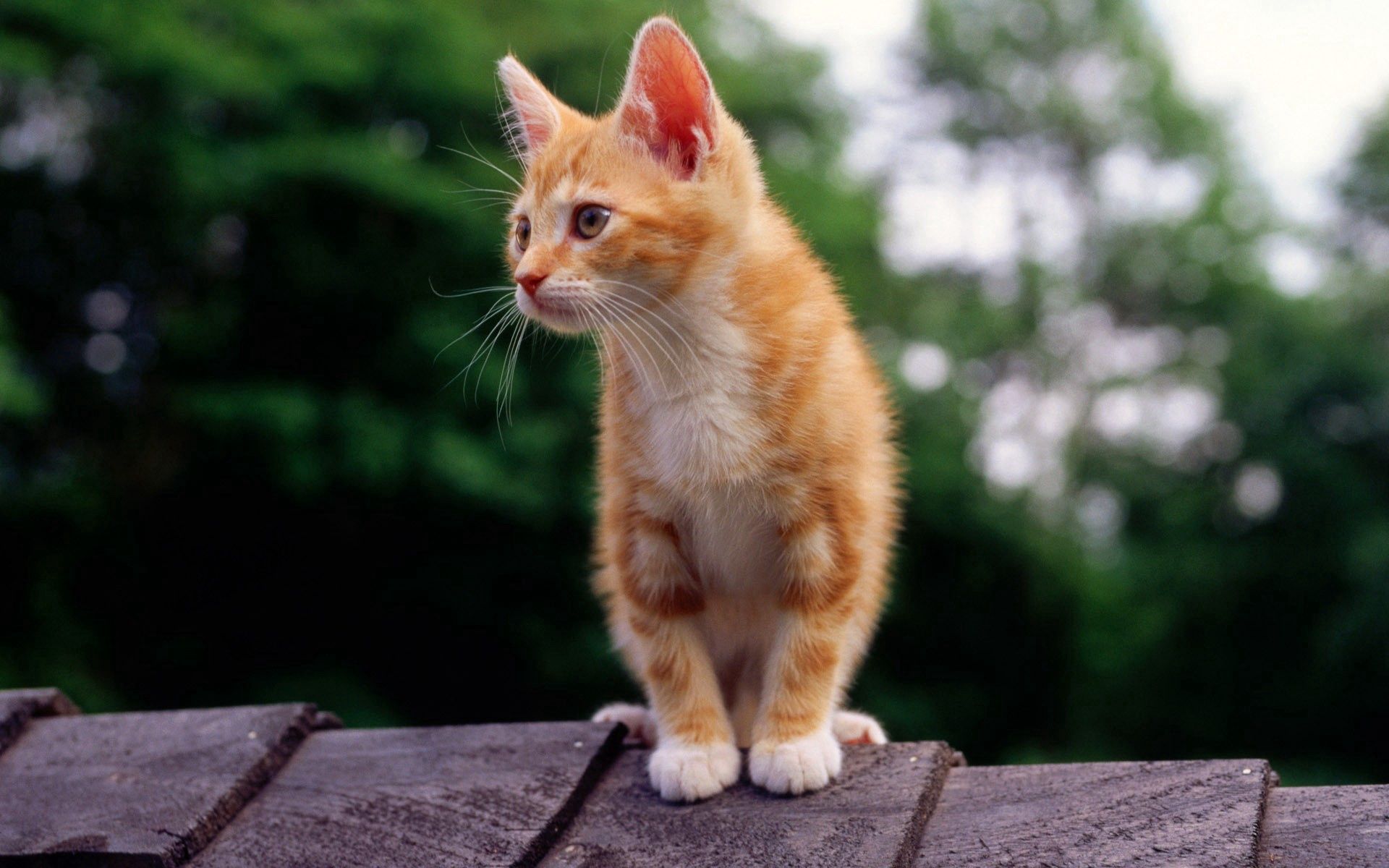 wallpapers animals, color, sit, kitty, kitten, striped