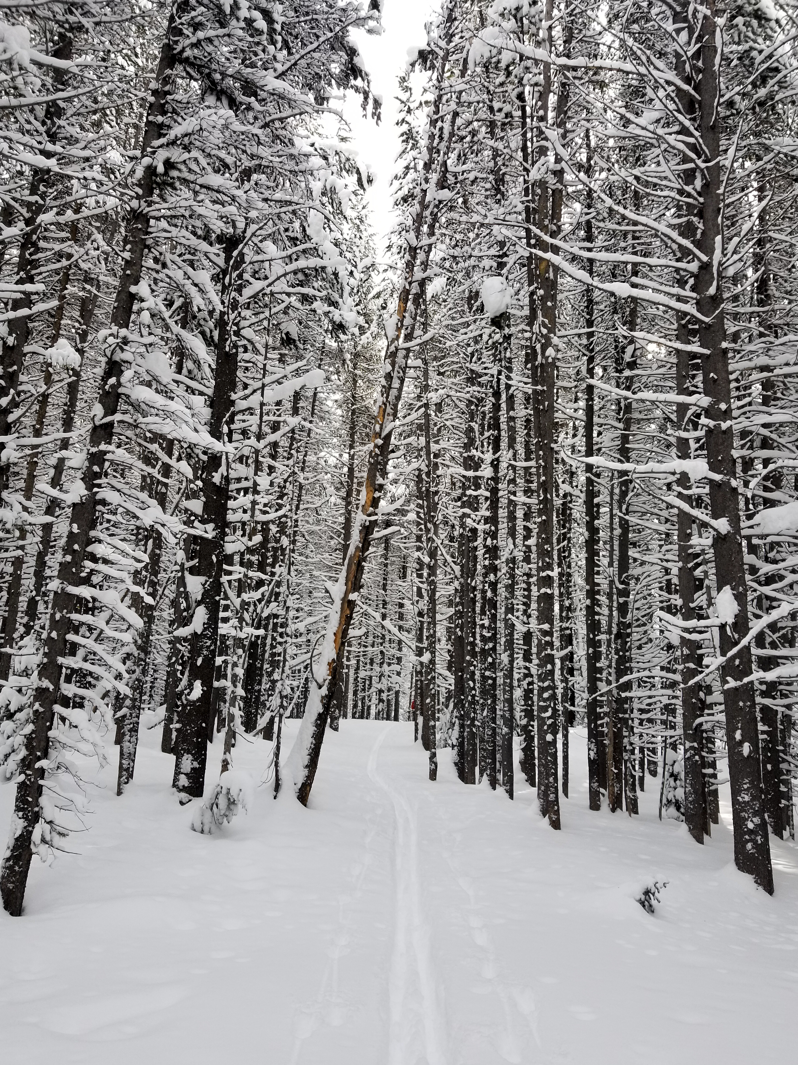 Baixe gratuitamente a imagem Natureza, Neve, Caminho, Floresta, Estrada na área de trabalho do seu PC