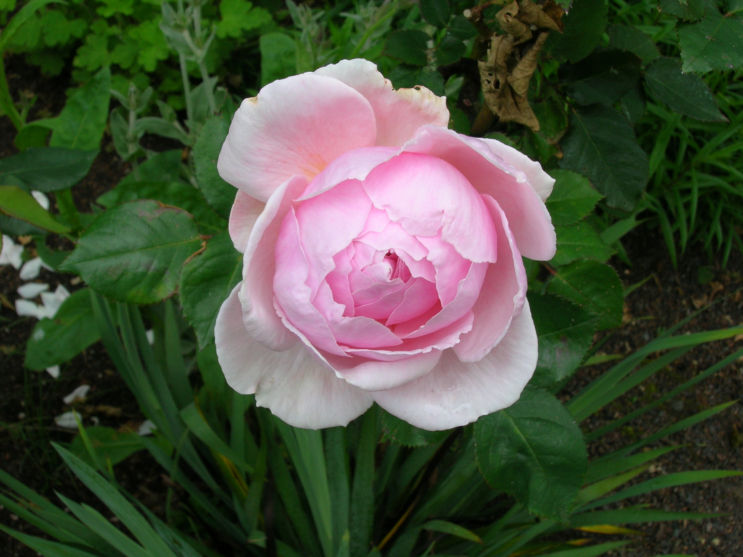 Descarga gratuita de fondo de pantalla para móvil de Flores, Rosa, Tierra/naturaleza.