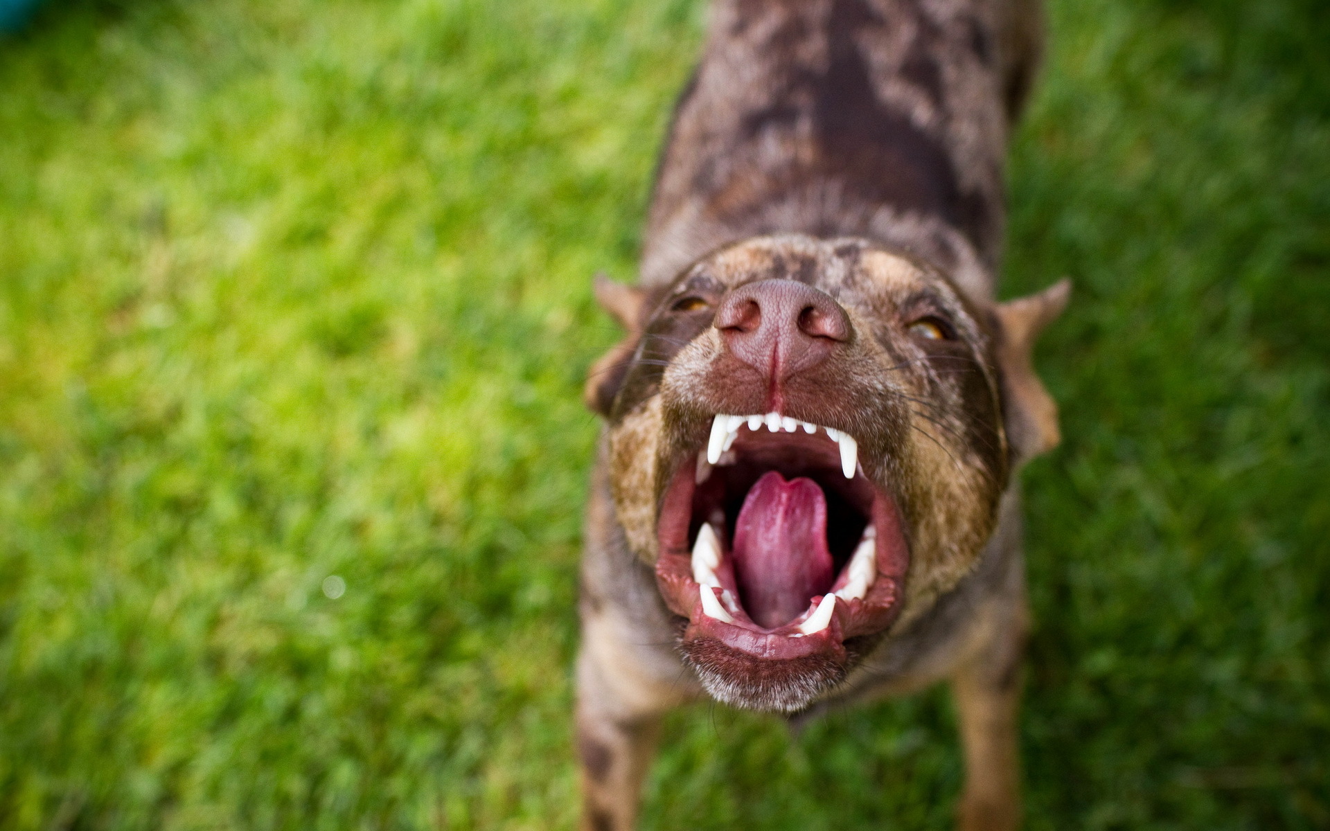 Handy-Wallpaper Hunde, Hund, Tiere kostenlos herunterladen.