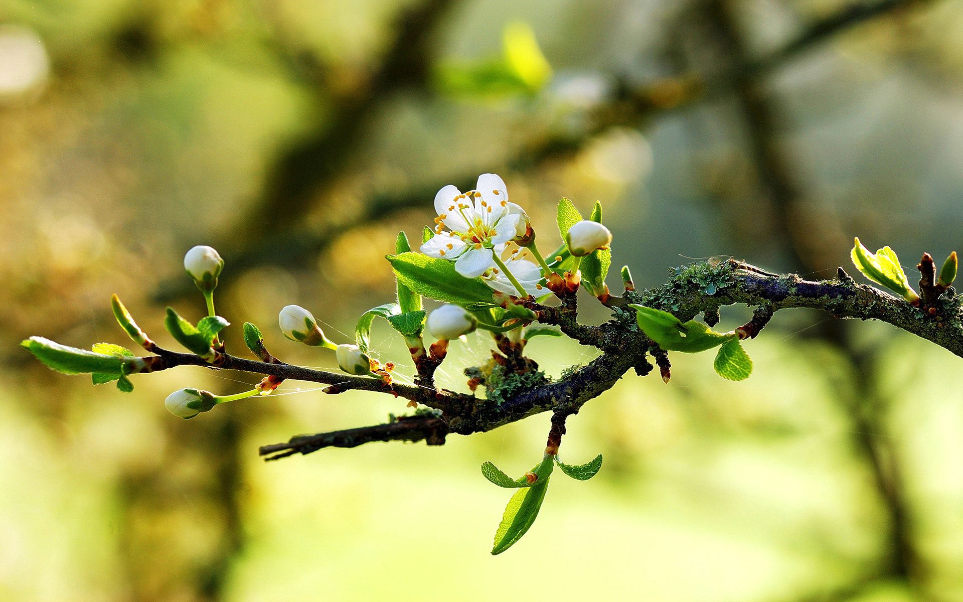 spring, sunny, flowering, flowers, leaves, web, bloom, branch, mood, leaflets