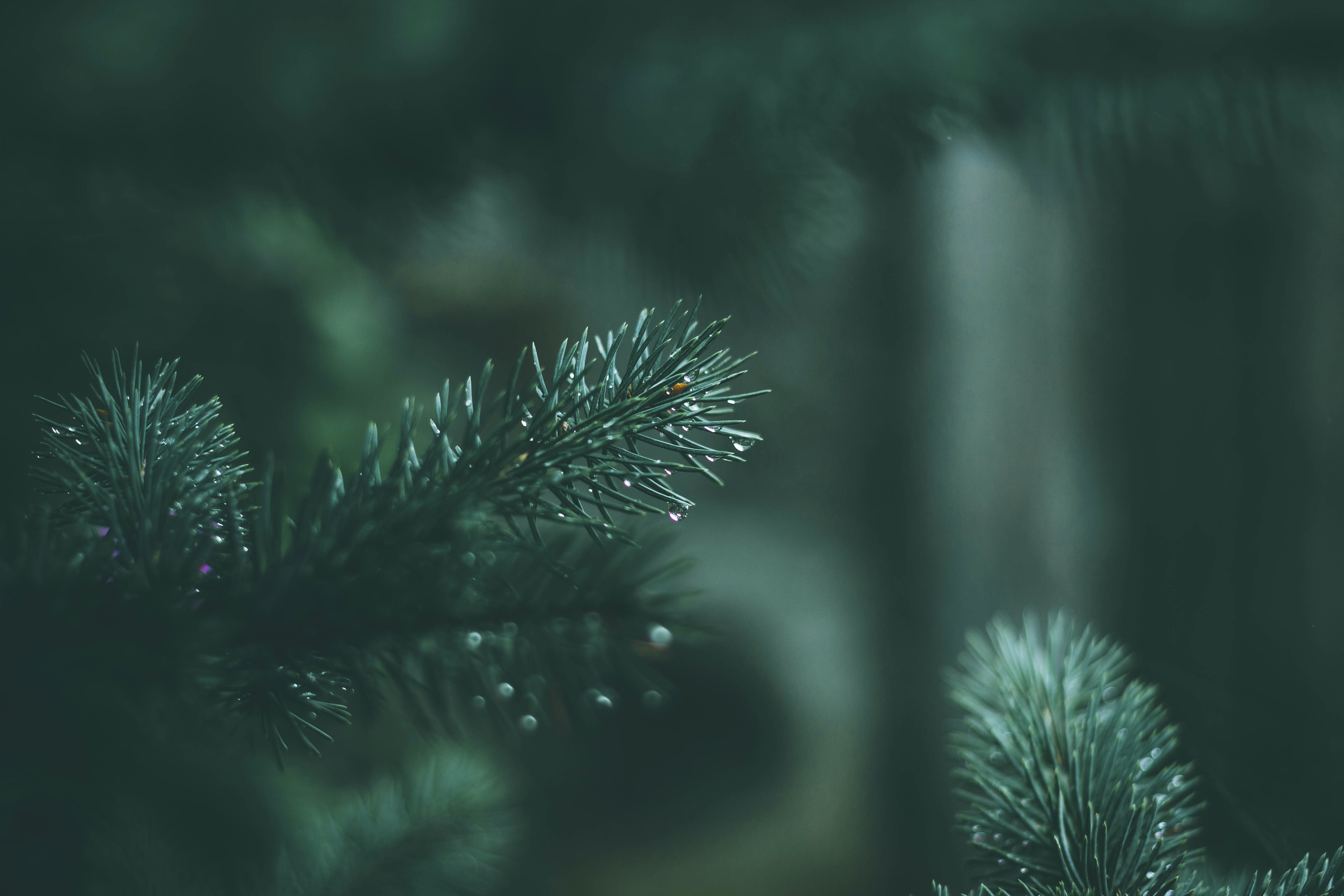 needle, drops, macro, wet, branches, spruce, fir Full HD