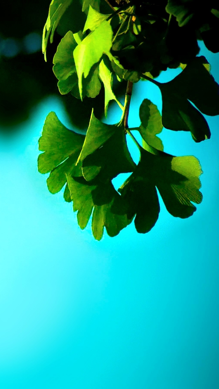 Download mobile wallpaper Nature, Leaf, Earth for free.