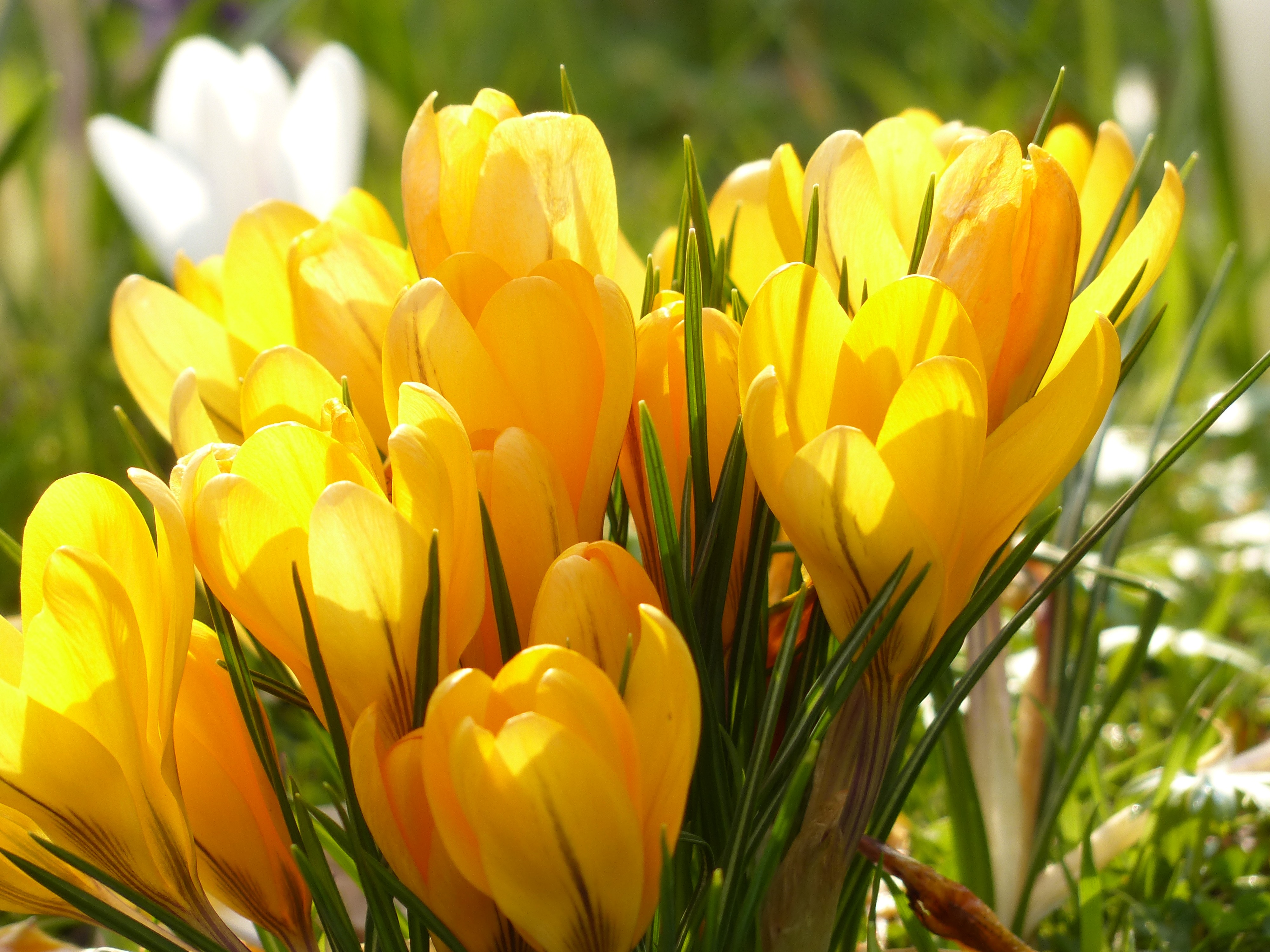 無料モバイル壁紙自然, フラワーズ, 花, 閉じる, 地球, クロッカス, 黄色い花をダウンロードします。