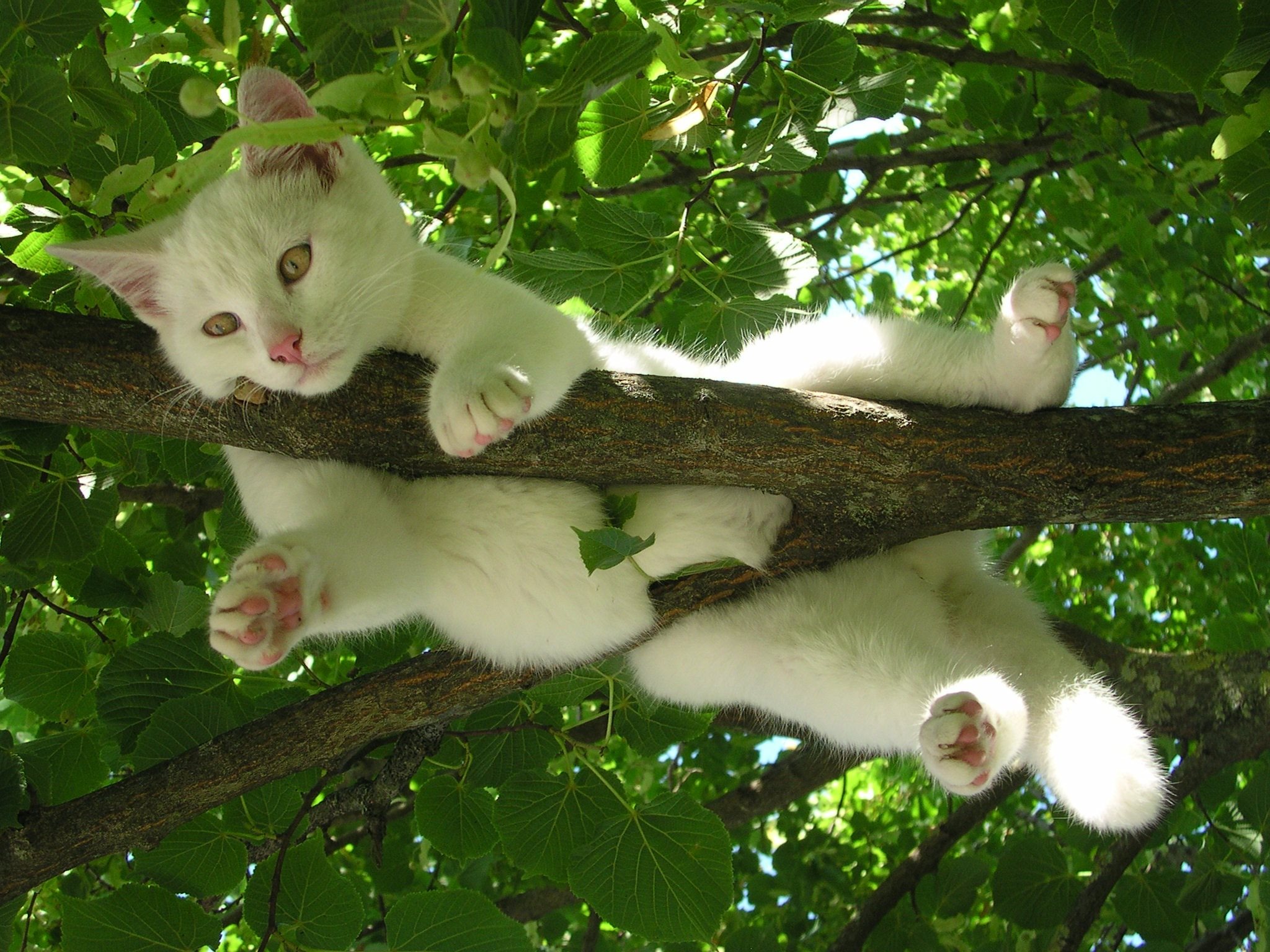 funny, branch, animal, cat, cute, leaf, cats
