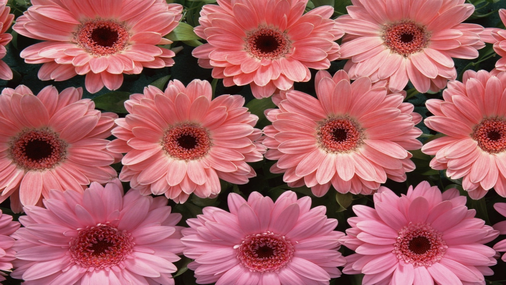 Descarga gratis la imagen Flores, Gerberas, Flor, Flor Rosa, Tierra/naturaleza en el escritorio de tu PC