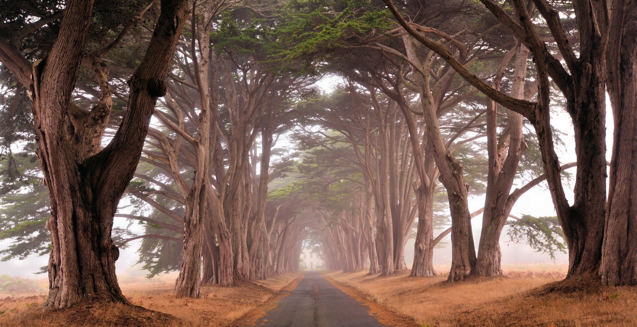 Free download wallpaper Road, Tree, Fog, Field, Man Made on your PC desktop