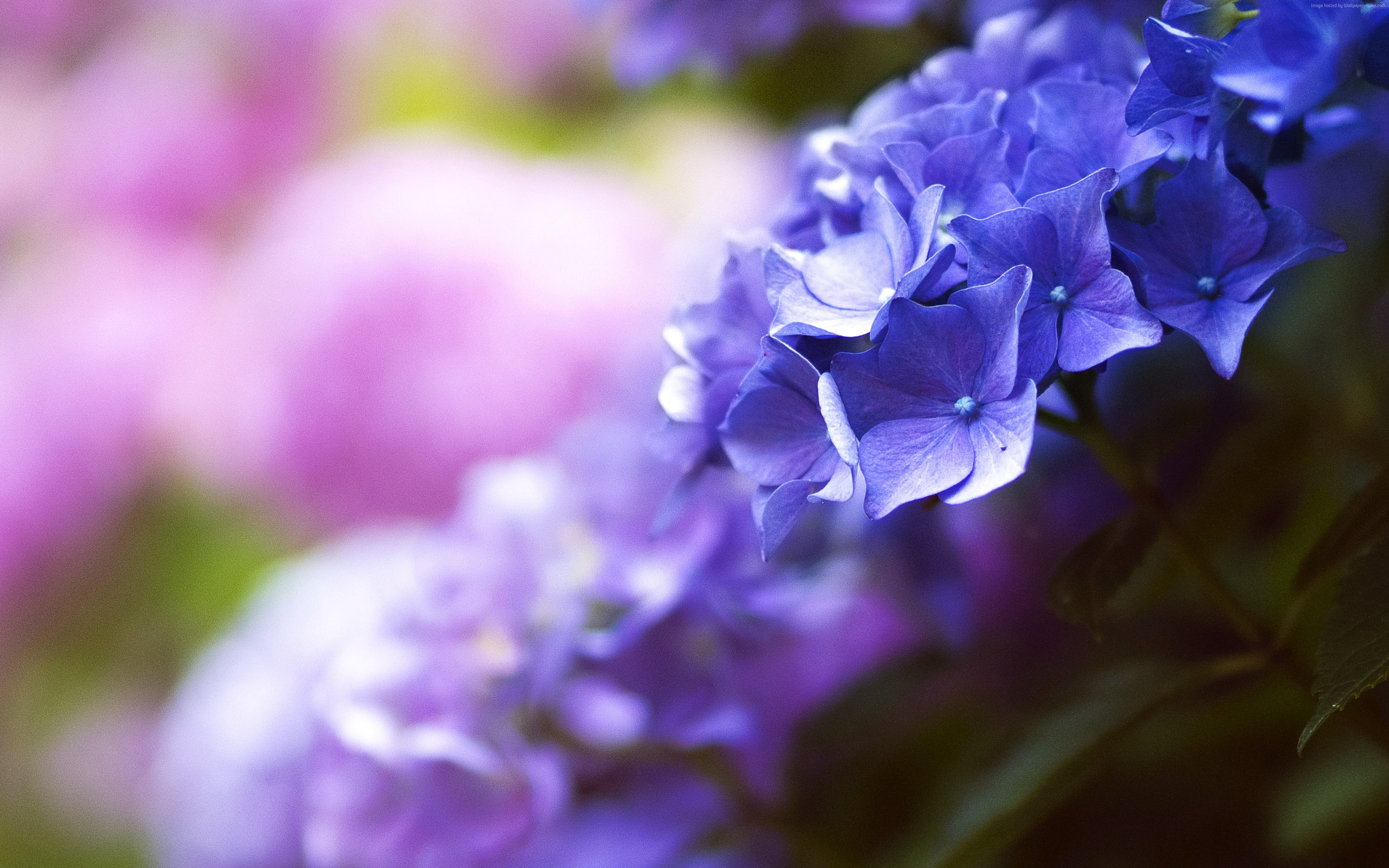 Baixar papel de parede para celular de Flores, Hortênsia, Terra/natureza, Flor Azul gratuito.