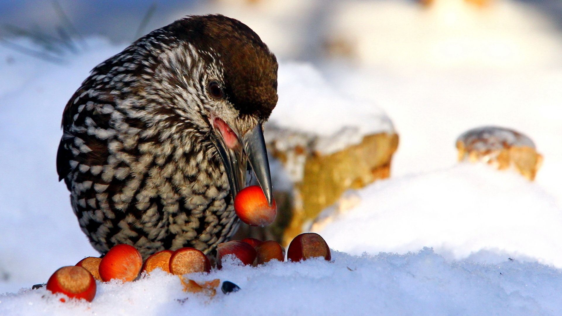 animals, snow, nuts, bird, nutcracker, cedar, spotted nutcracker