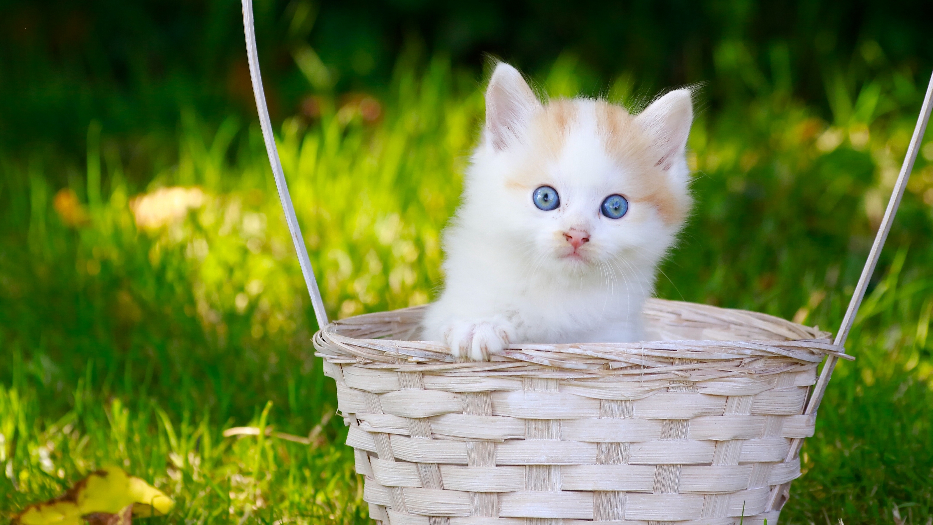 Baixar papel de parede para celular de Animais, Gatos, Gato, Gatinho, Cesta, Olhos Azuis, Animal Bebê gratuito.